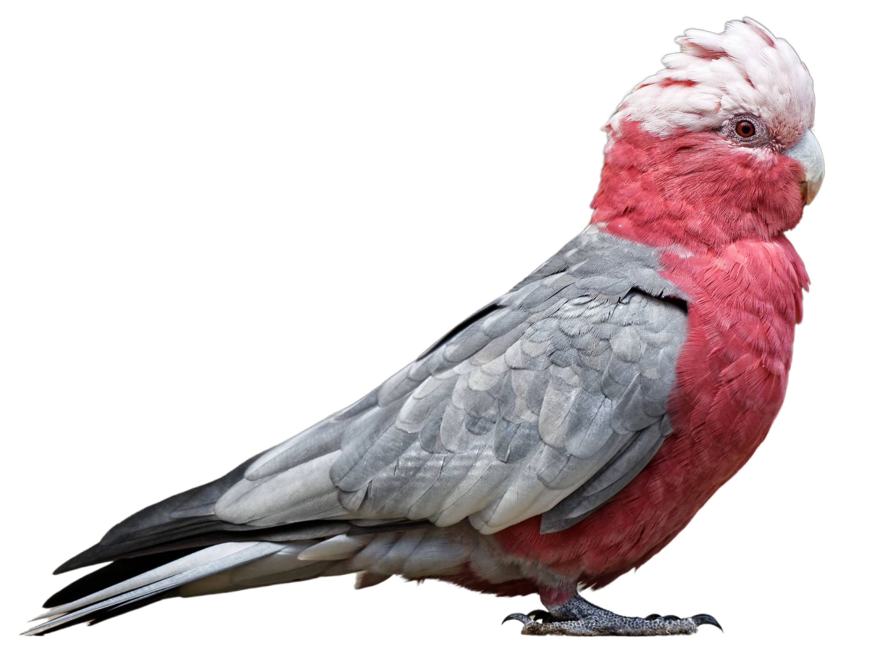 A photo of a Galah (Eolophus roseicapilla)