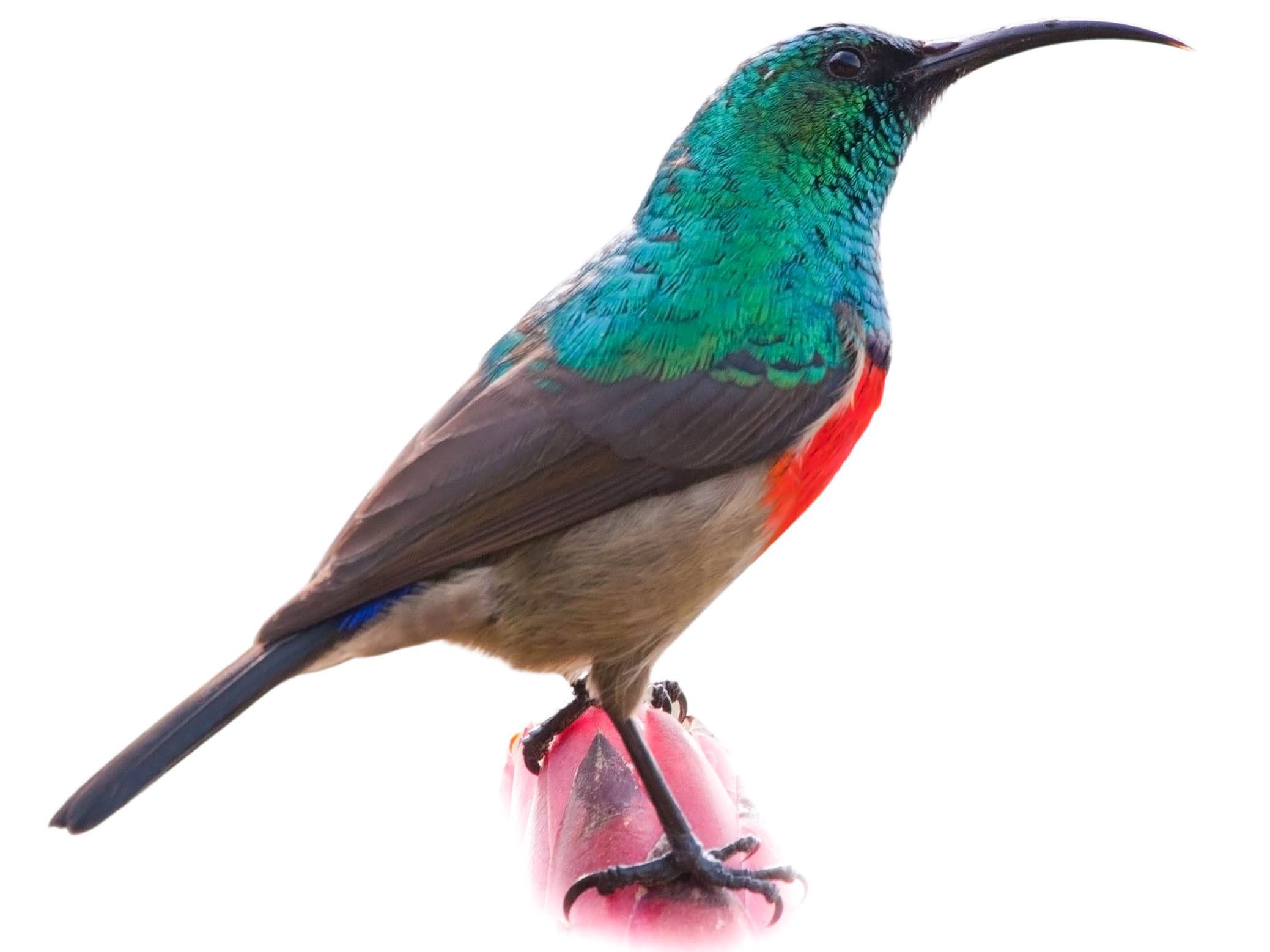 A photo of a Greater Double-collared Sunbird (Cinnyris afer), male