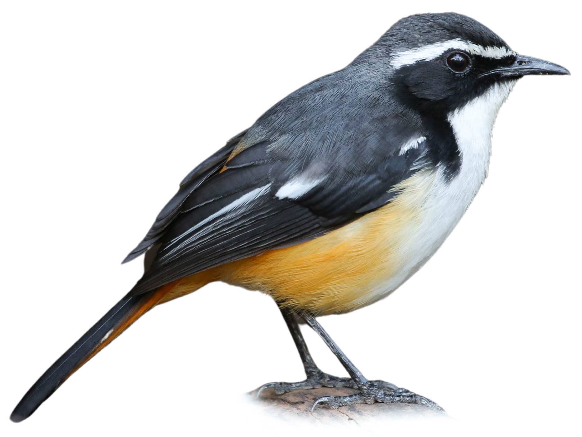 A photo of a White-throated Robin-Chat (Cossypha humeralis)