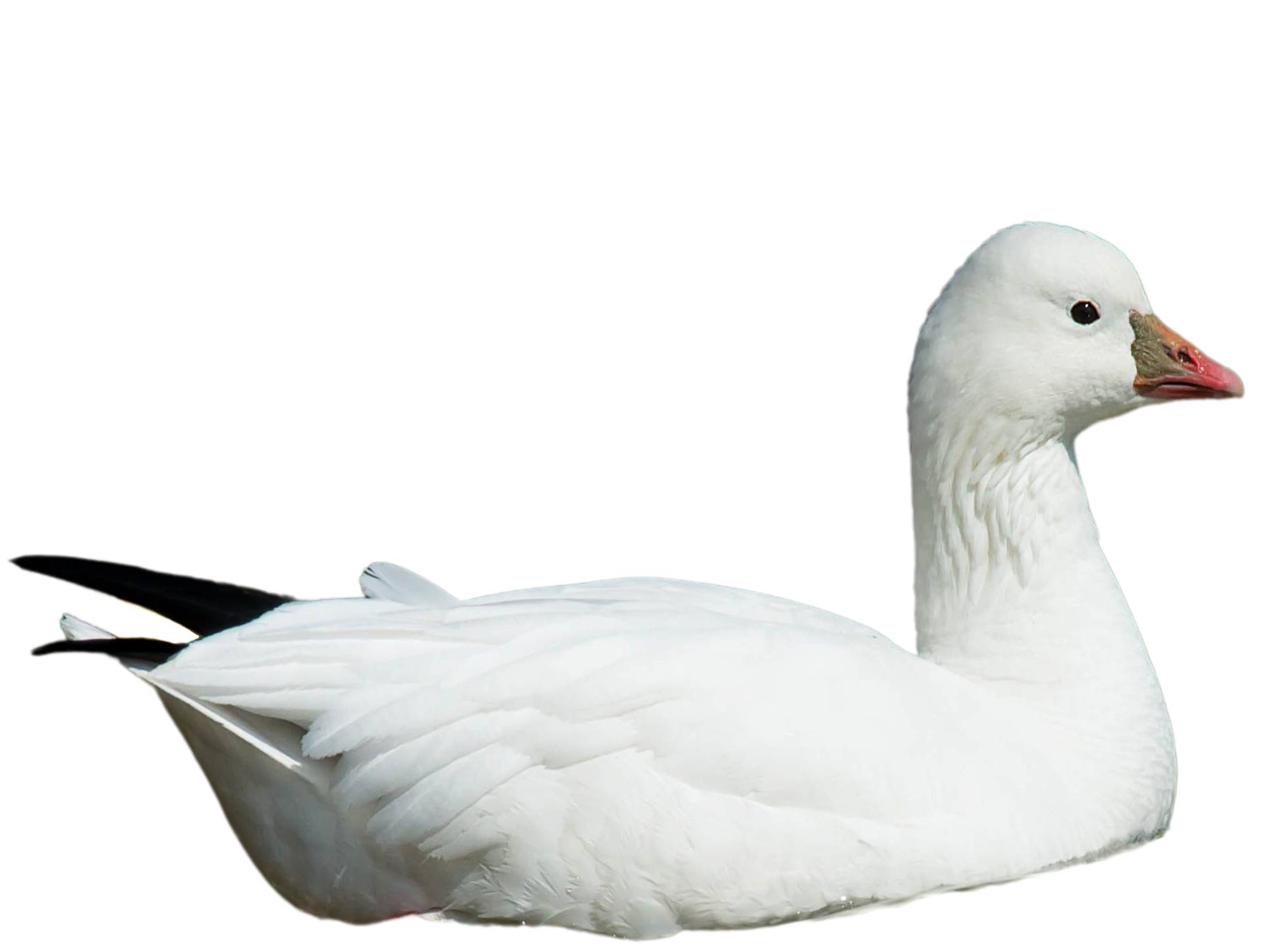 A photo of a Ross's Goose (Anser rossii)
