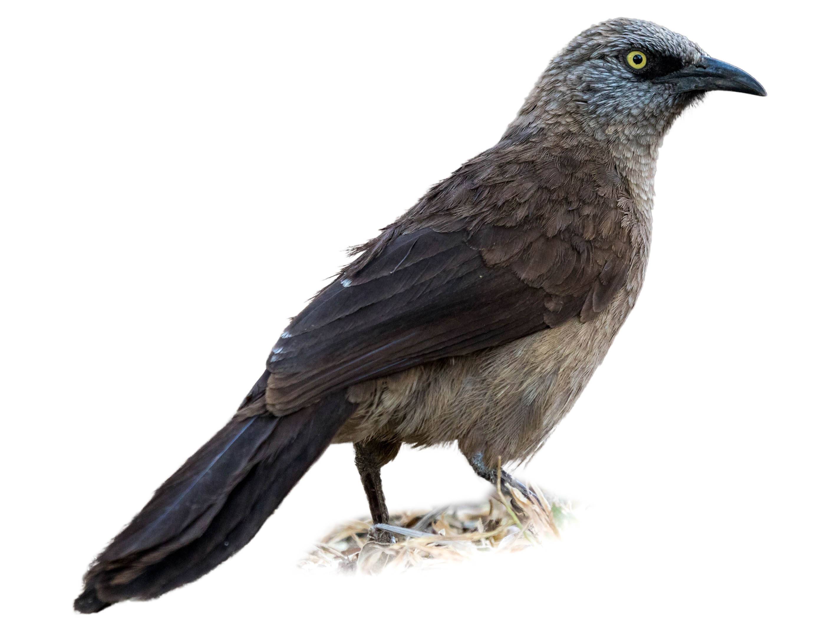 A photo of a Black-faced Babbler (Turdoides melanops)