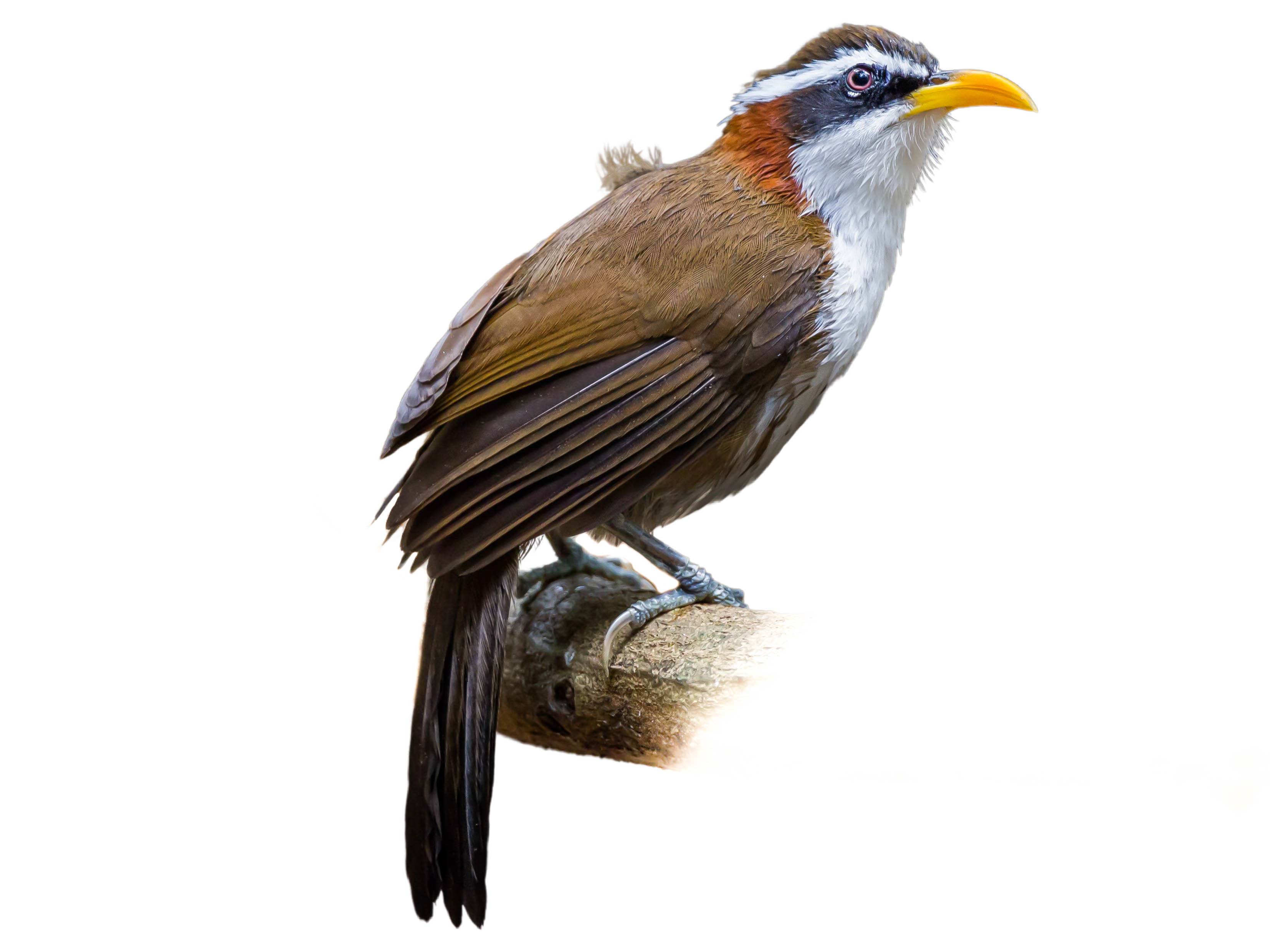 A photo of a White-browed Scimitar Babbler (Pomatorhinus schisticeps)