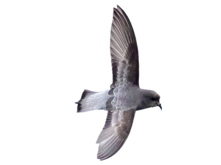 A photo of a Grey-backed Storm Petrel (Garrodia nereis)