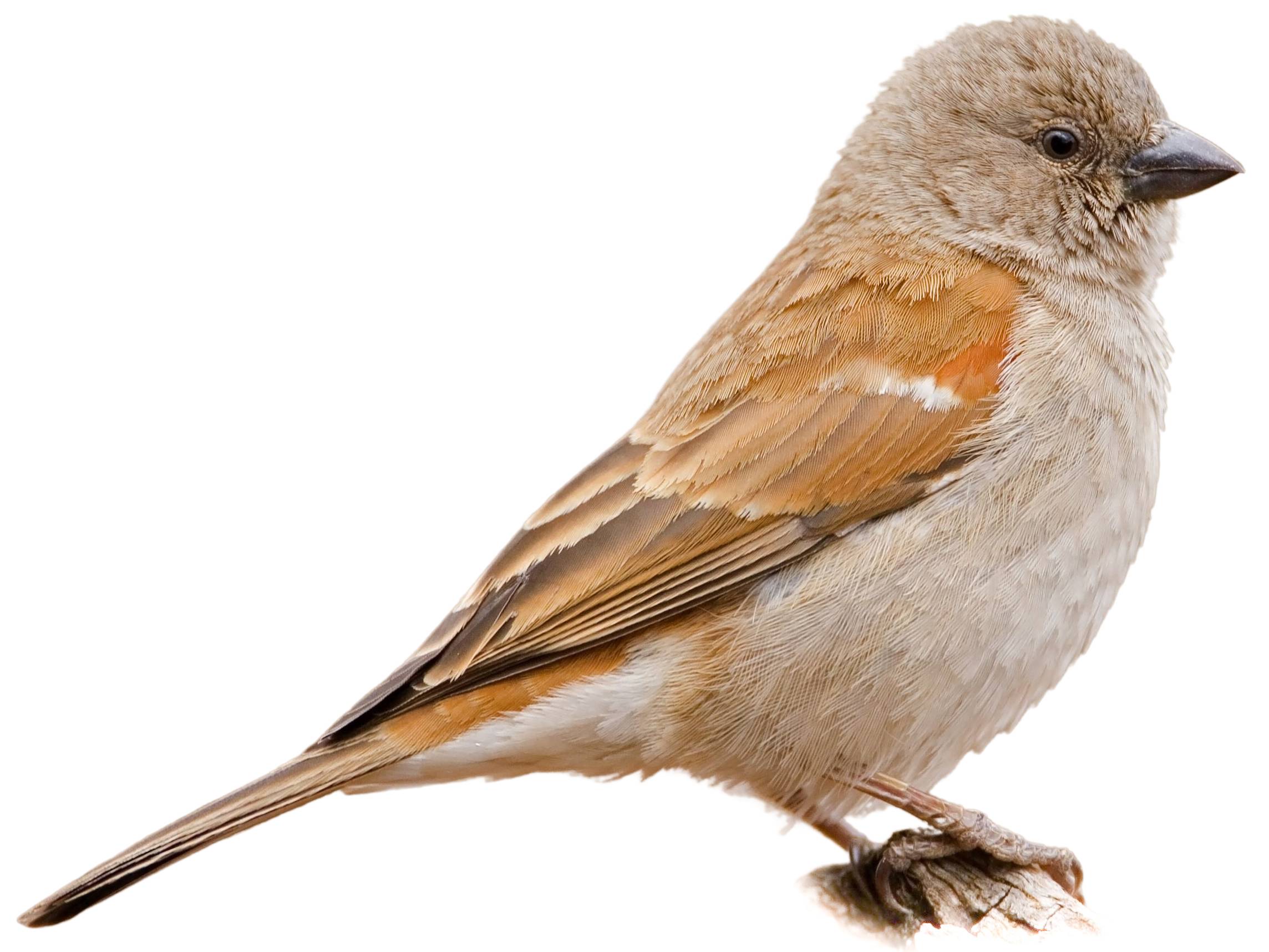 A photo of a Southern Grey-headed Sparrow (Passer diffusus)