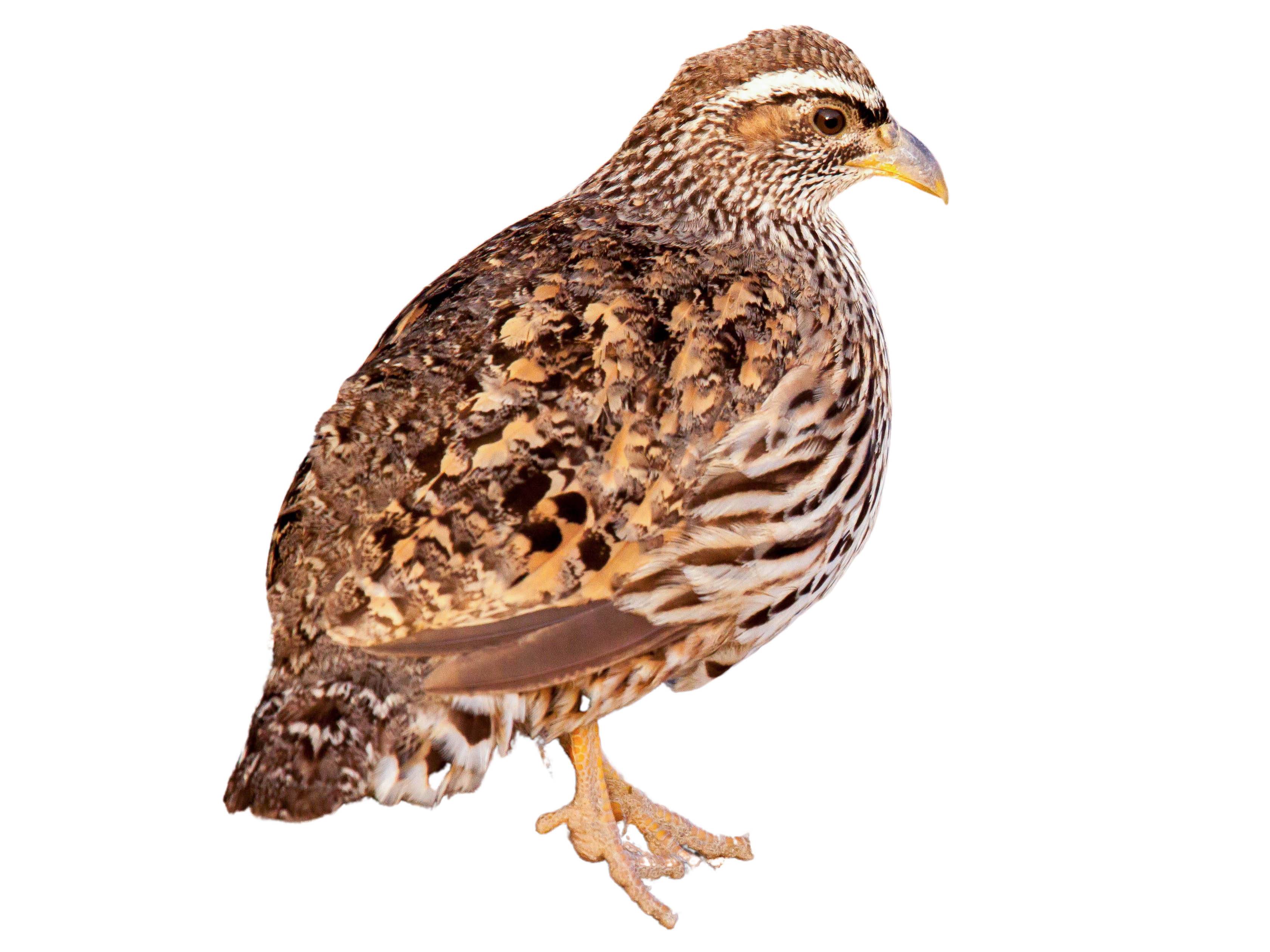 A photo of a Hartlaub's Spurfowl (Pternistis hartlaubi), male