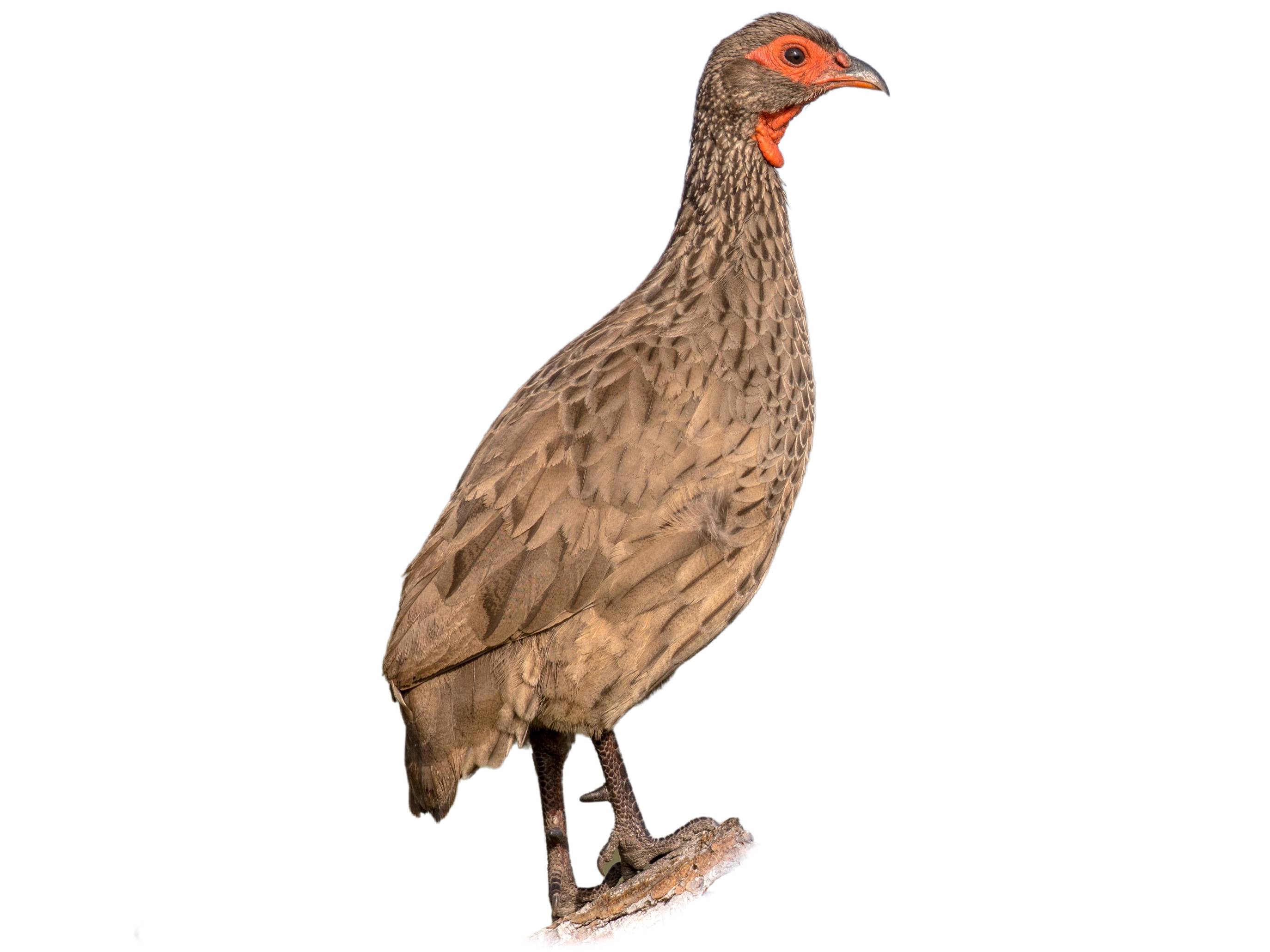 A photo of a Swainson's Spurfowl (Pternistis swainsonii)