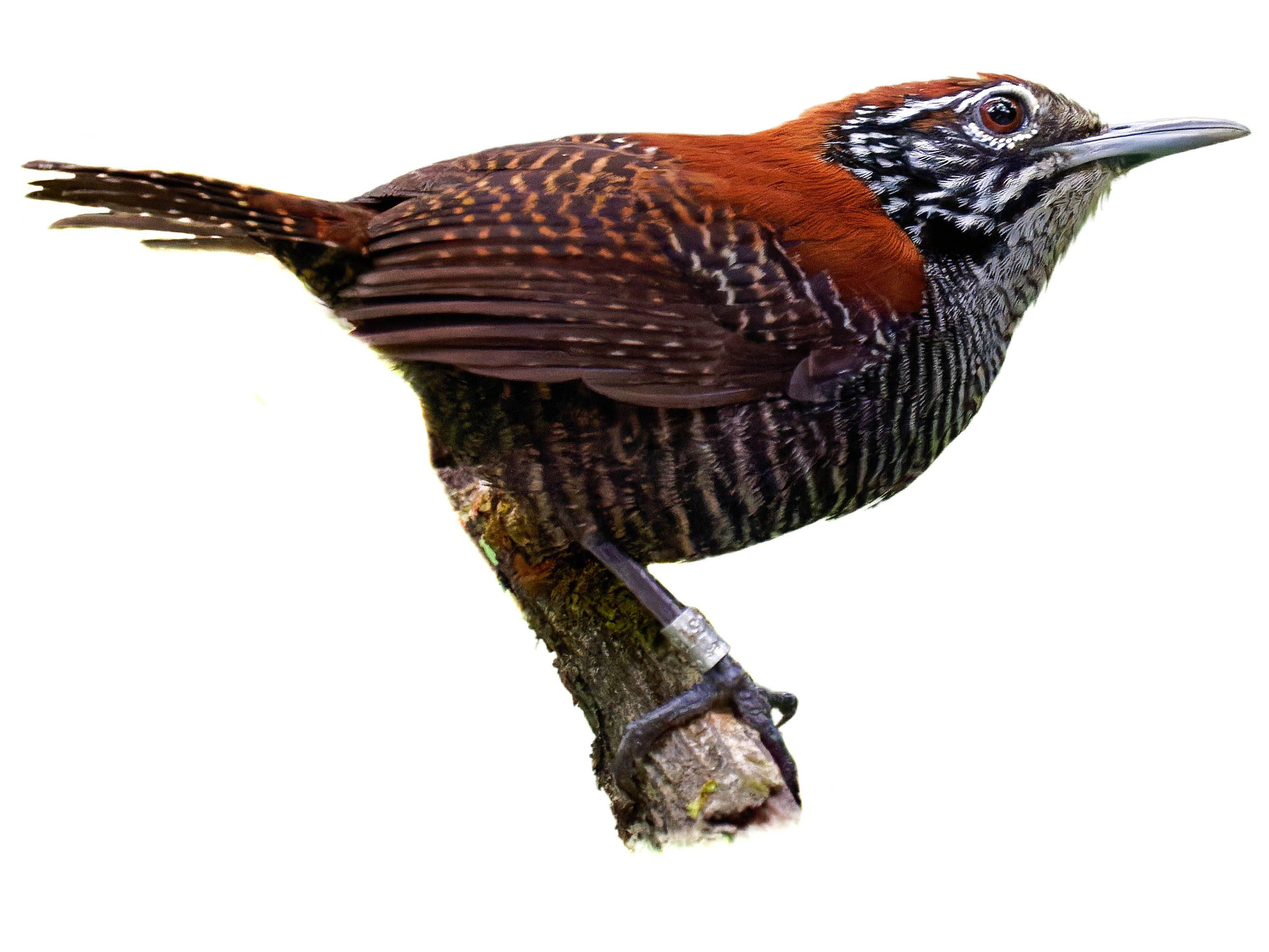 A photo of a Riverside Wren (Cantorchilus semibadius)