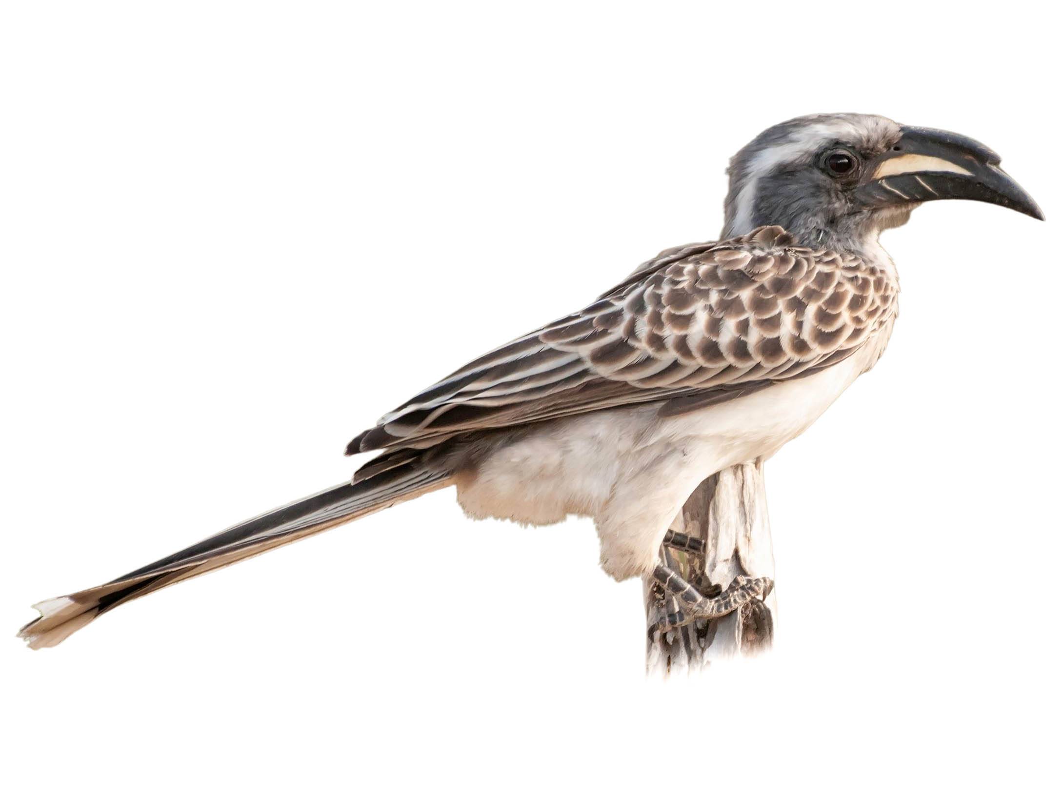 A photo of a African Grey Hornbill (Lophoceros nasutus), male