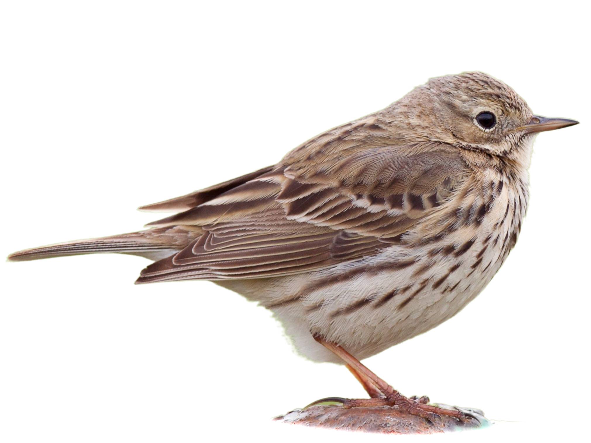 A photo of a Meadow Pipit (Anthus pratensis)