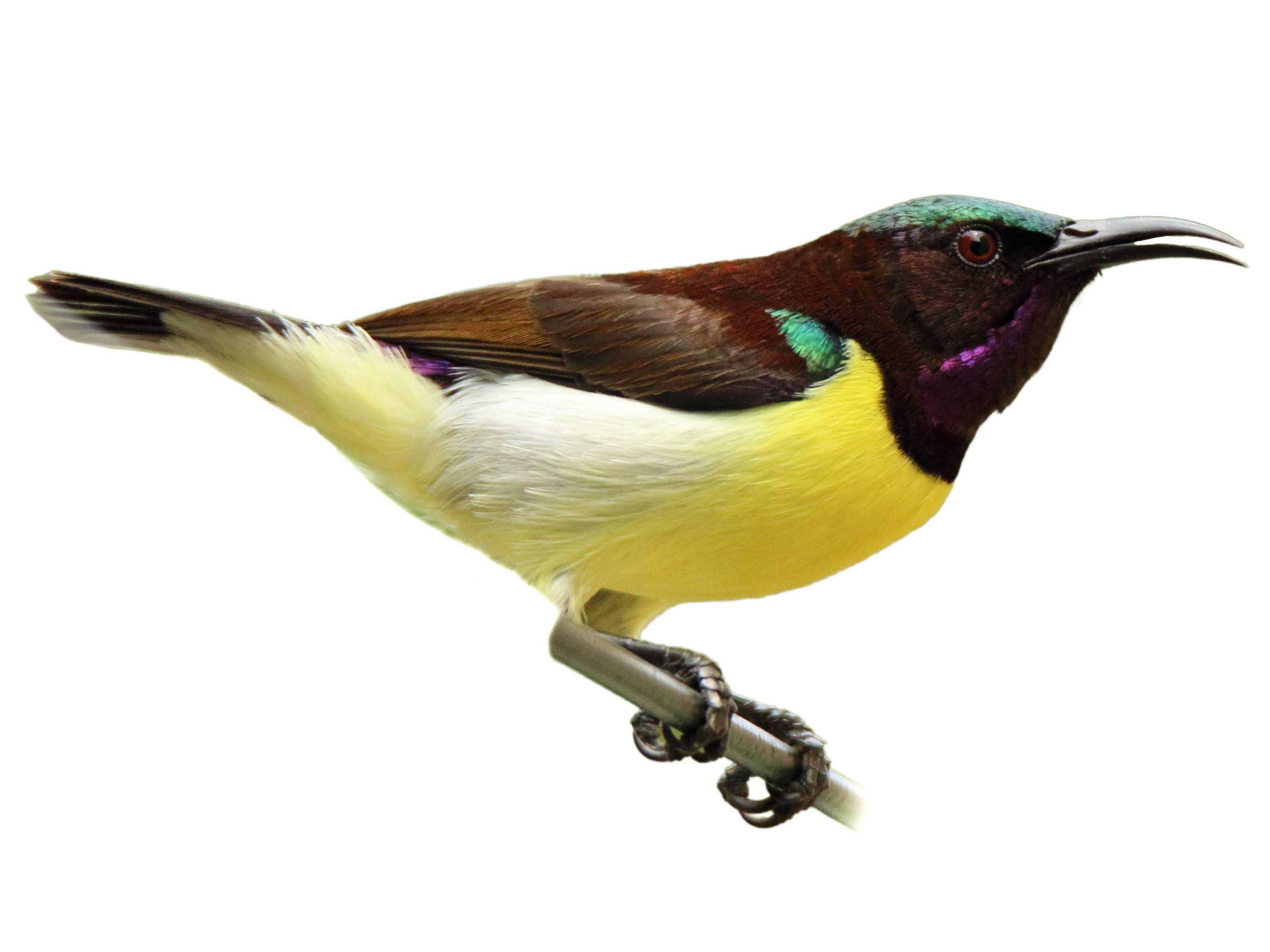 A photo of a Purple-rumped Sunbird (Leptocoma zeylonica), male