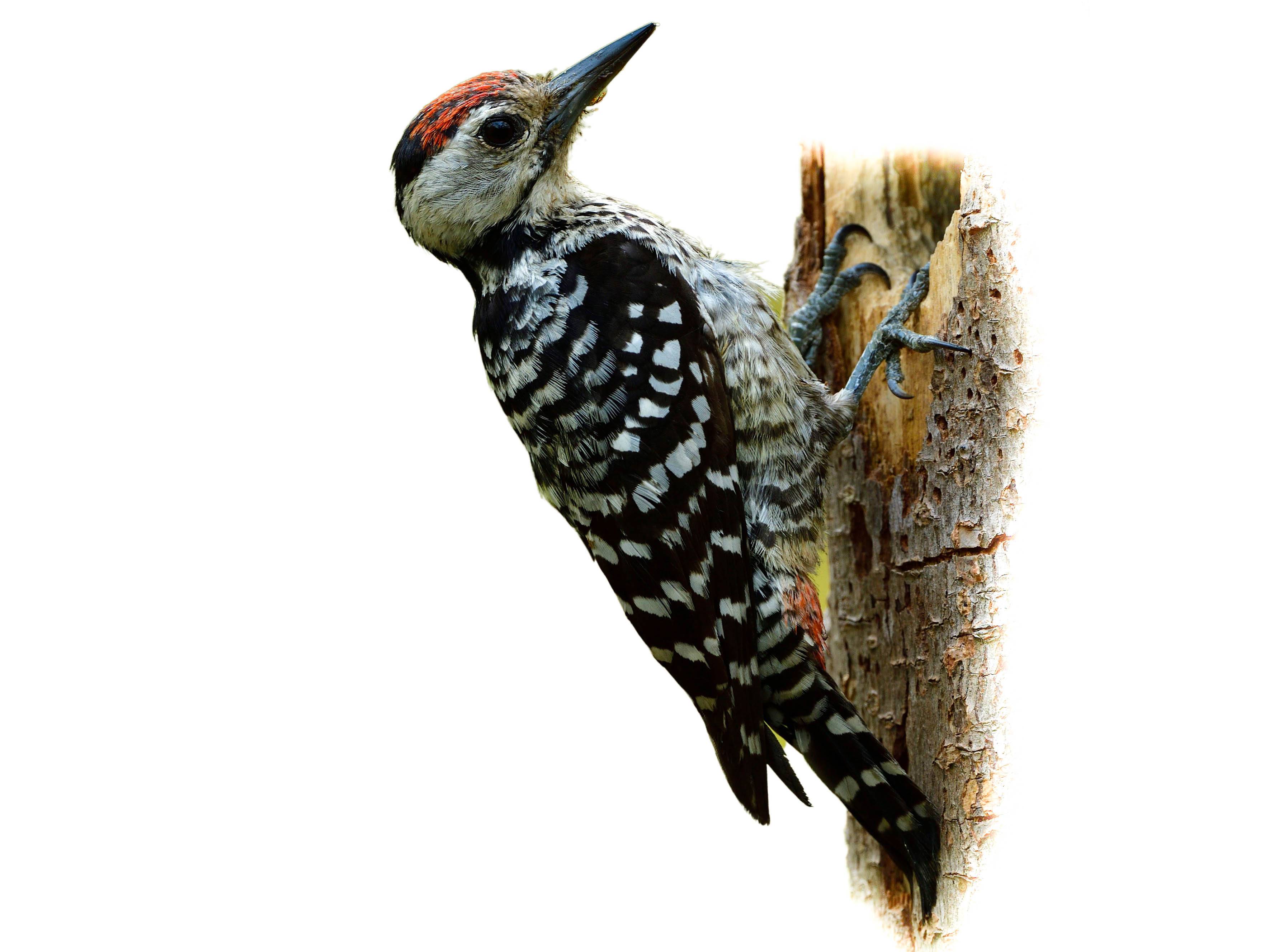 A photo of a Fulvous-breasted Woodpecker (Dendrocopos macei), male