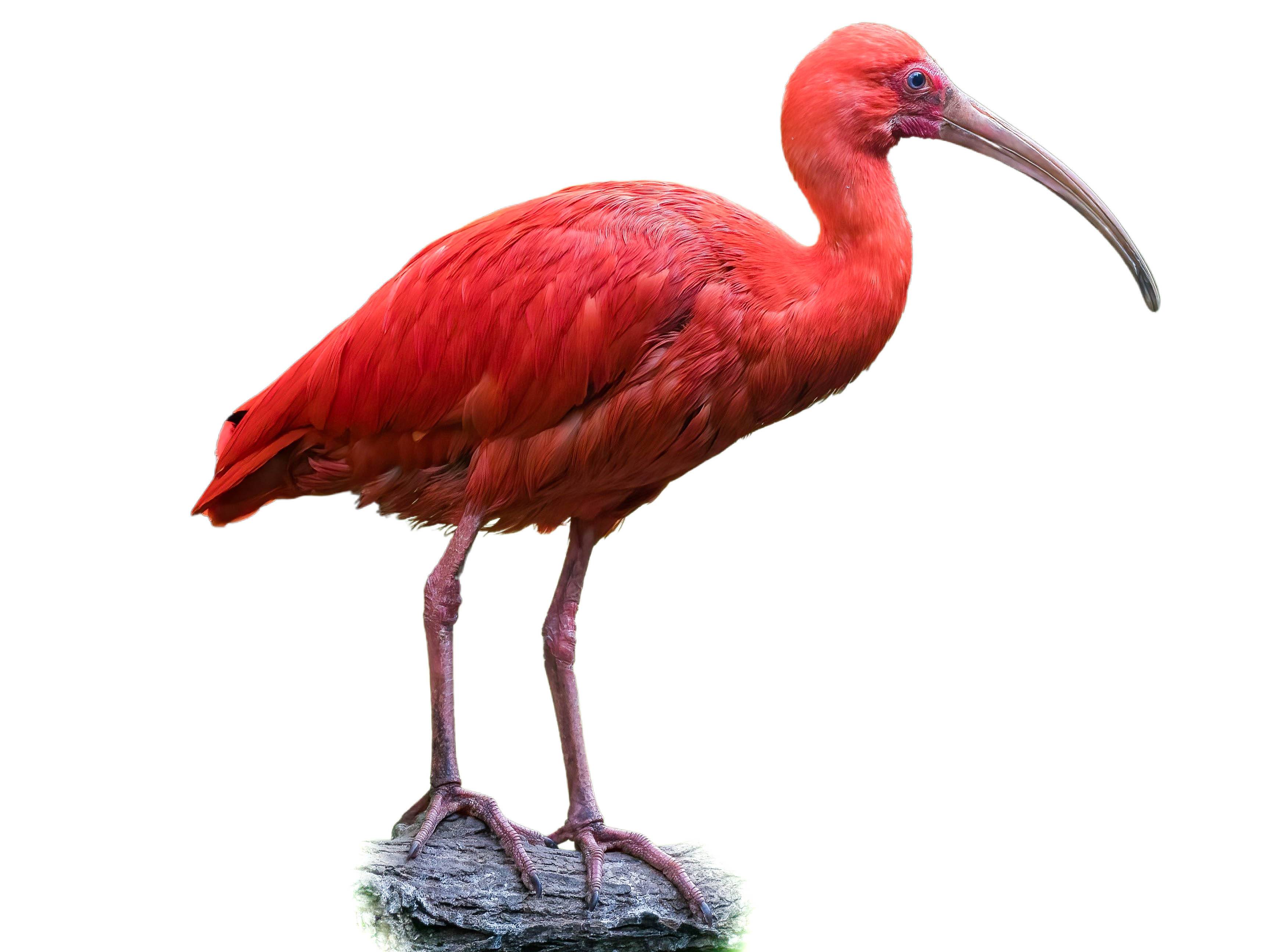 A photo of a Scarlet Ibis (Eudocimus ruber)