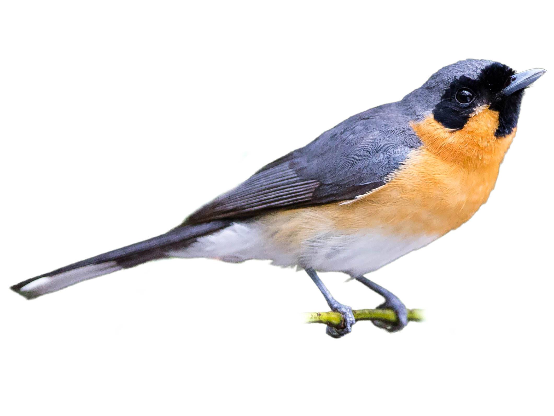 A photo of a Spectacled Monarch (Symposiachrus trivirgatus)