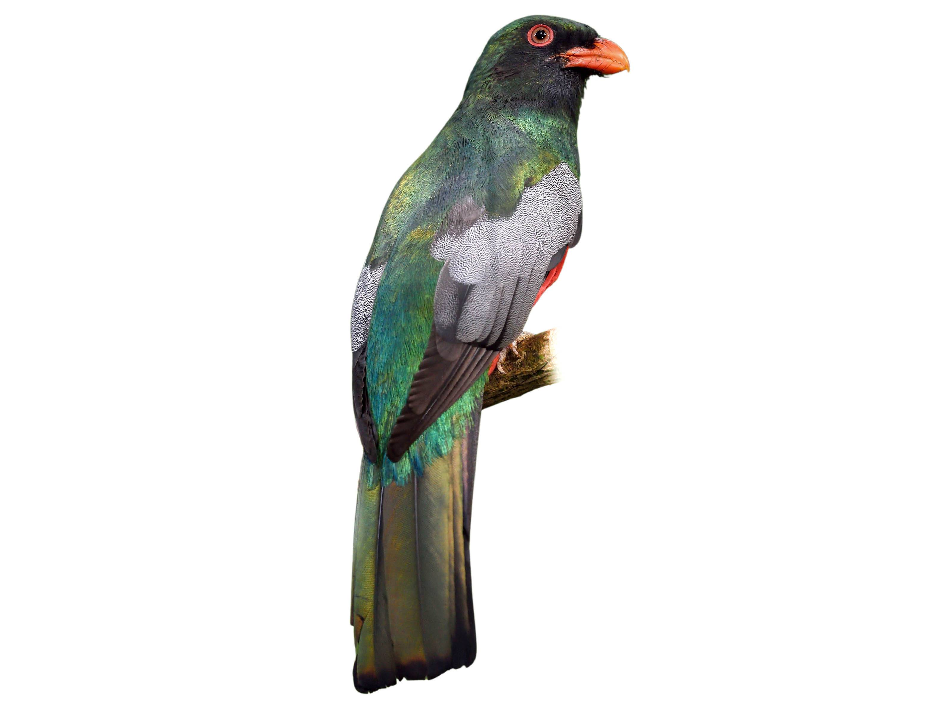 A photo of a Slaty-tailed Trogon (Trogon massena), male