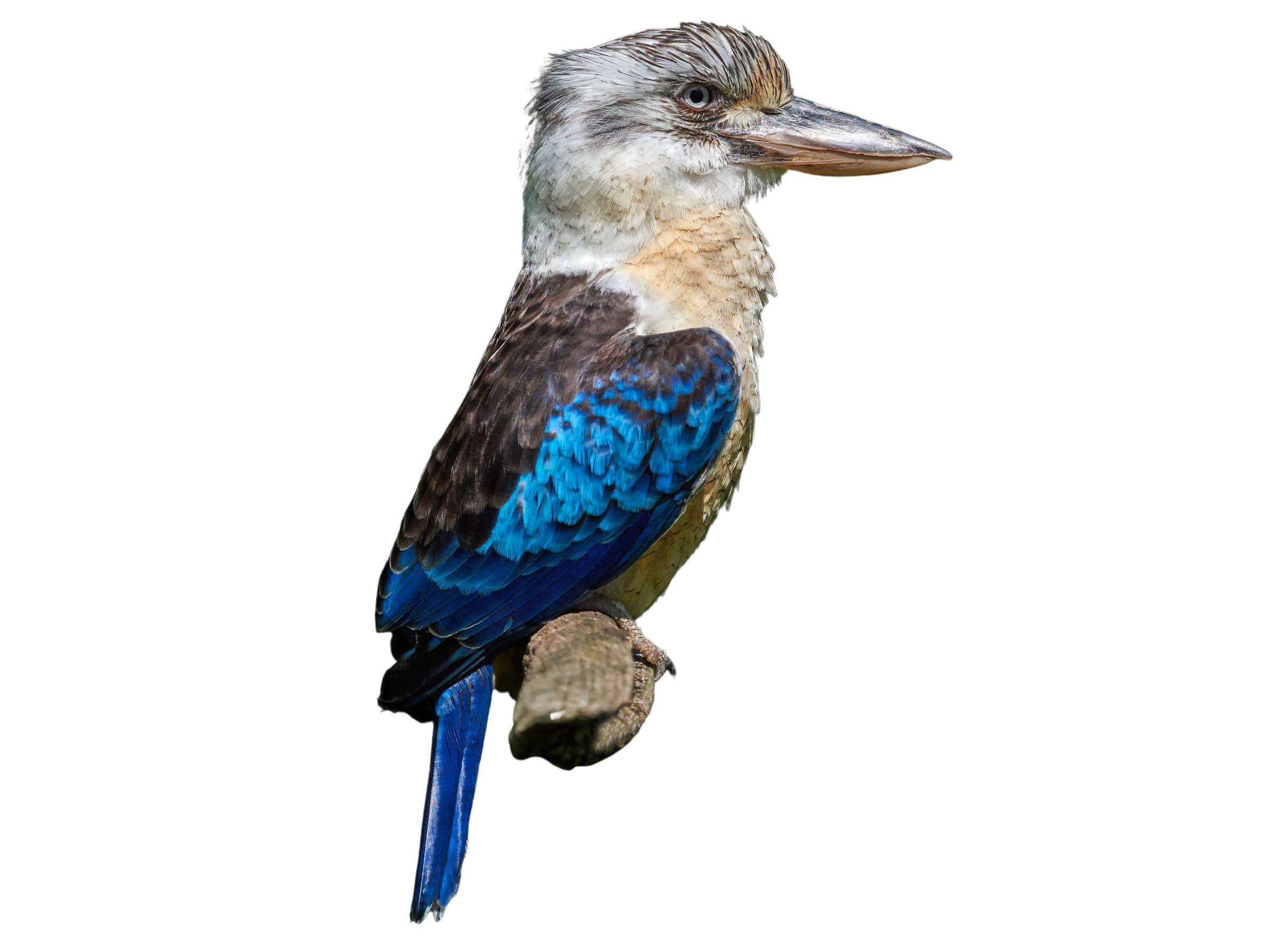 A photo of a Blue-winged Kookaburra (Dacelo leachii)