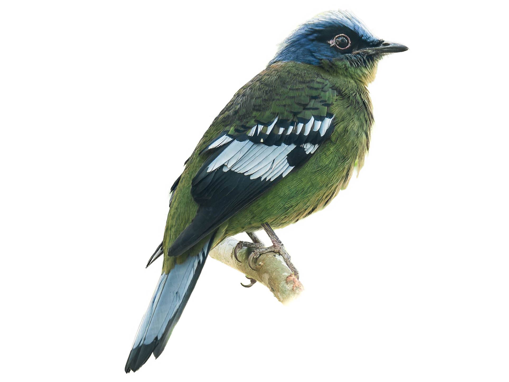 A photo of a Green Cochoa (Cochoa viridis), male