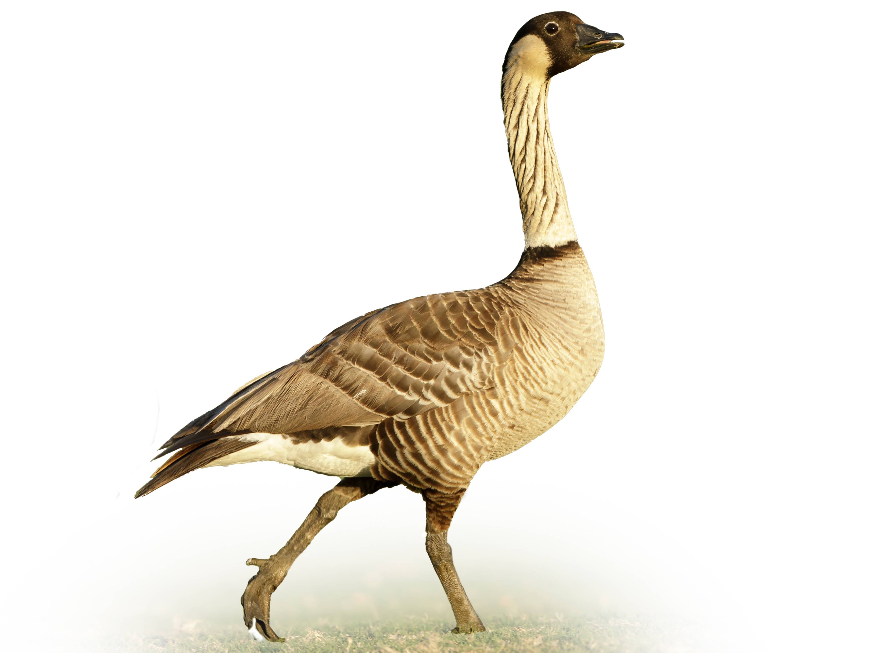 A photo of a Nene (Branta sandvicensis)