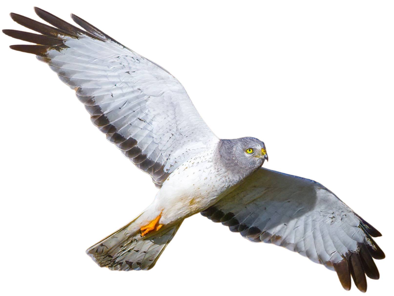 A photo of a Northern Harrier (Circus hudsonius), male