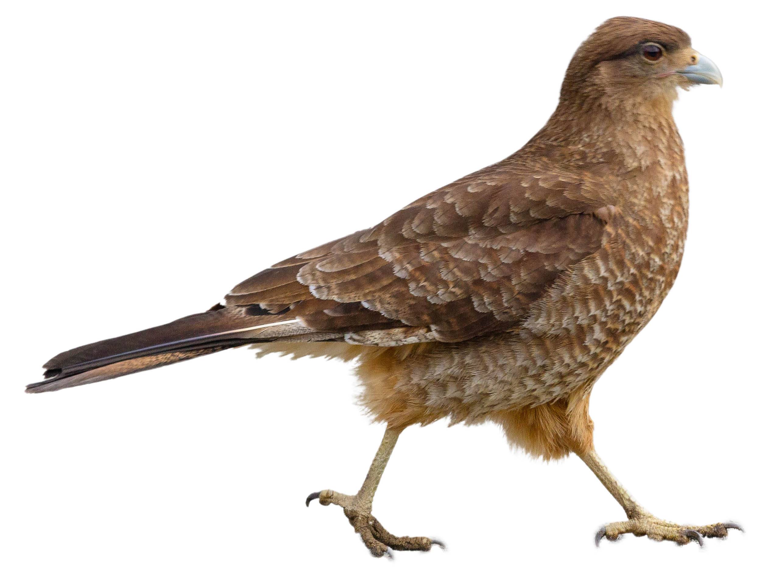 A photo of a Chimango Caracara (Milvago chimango)