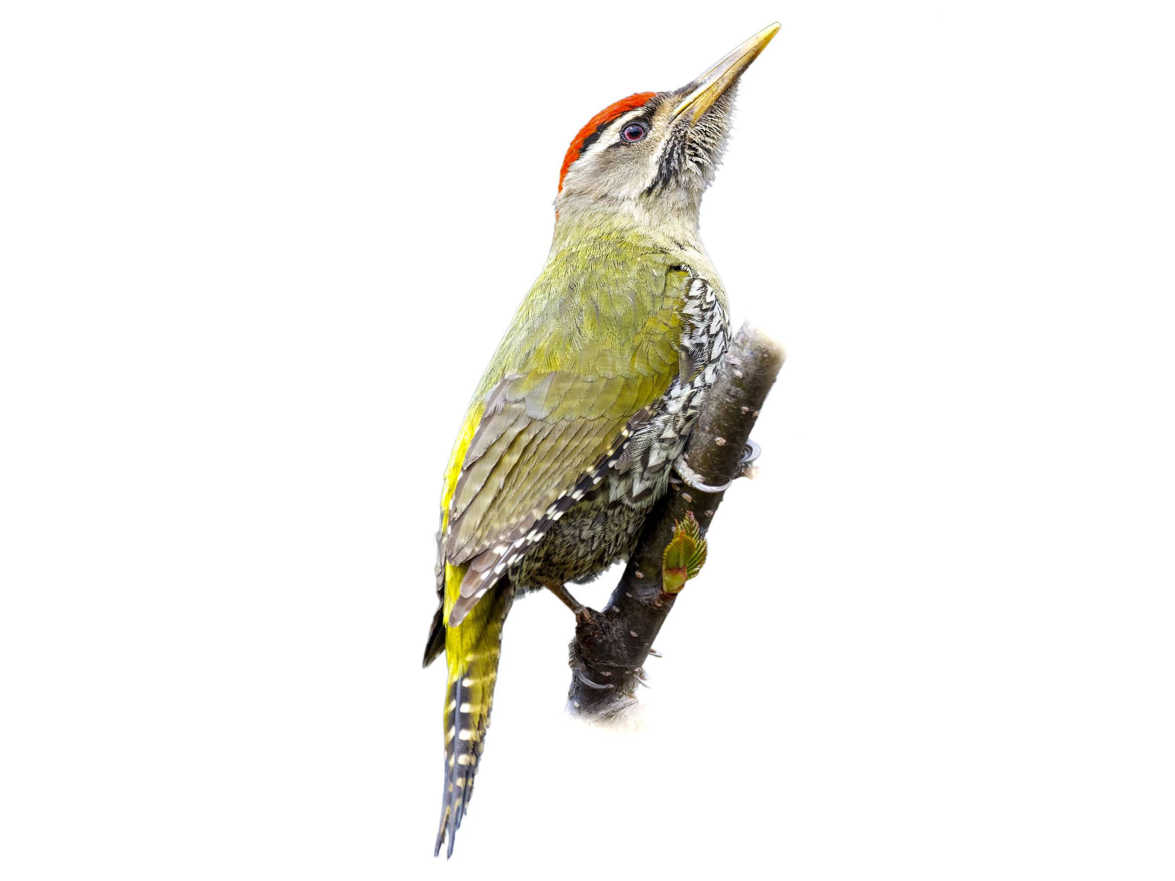 A photo of a Scaly-bellied Woodpecker (Picus squamatus), male