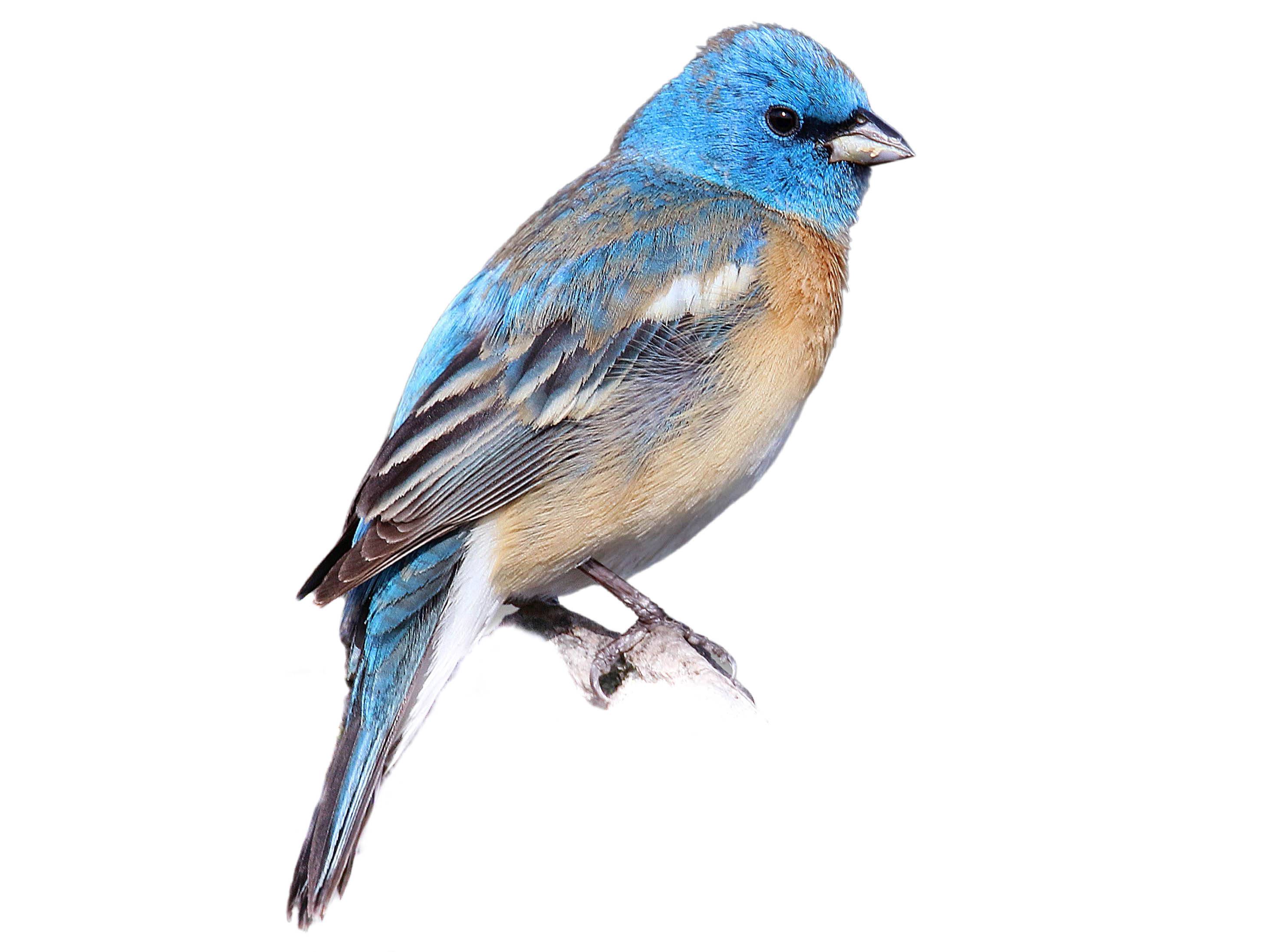 A photo of a Lazuli Bunting (Passerina amoena), male