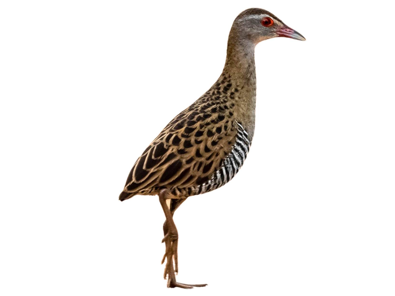 A photo of a African Crake (Crecopsis egregia)