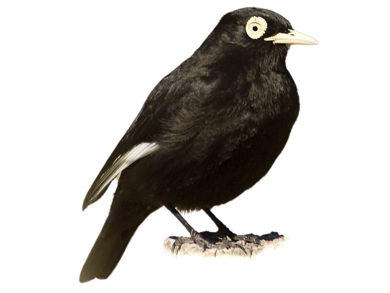 A photo of a Spectacled Tyrant (Hymenops perspicillatus), male