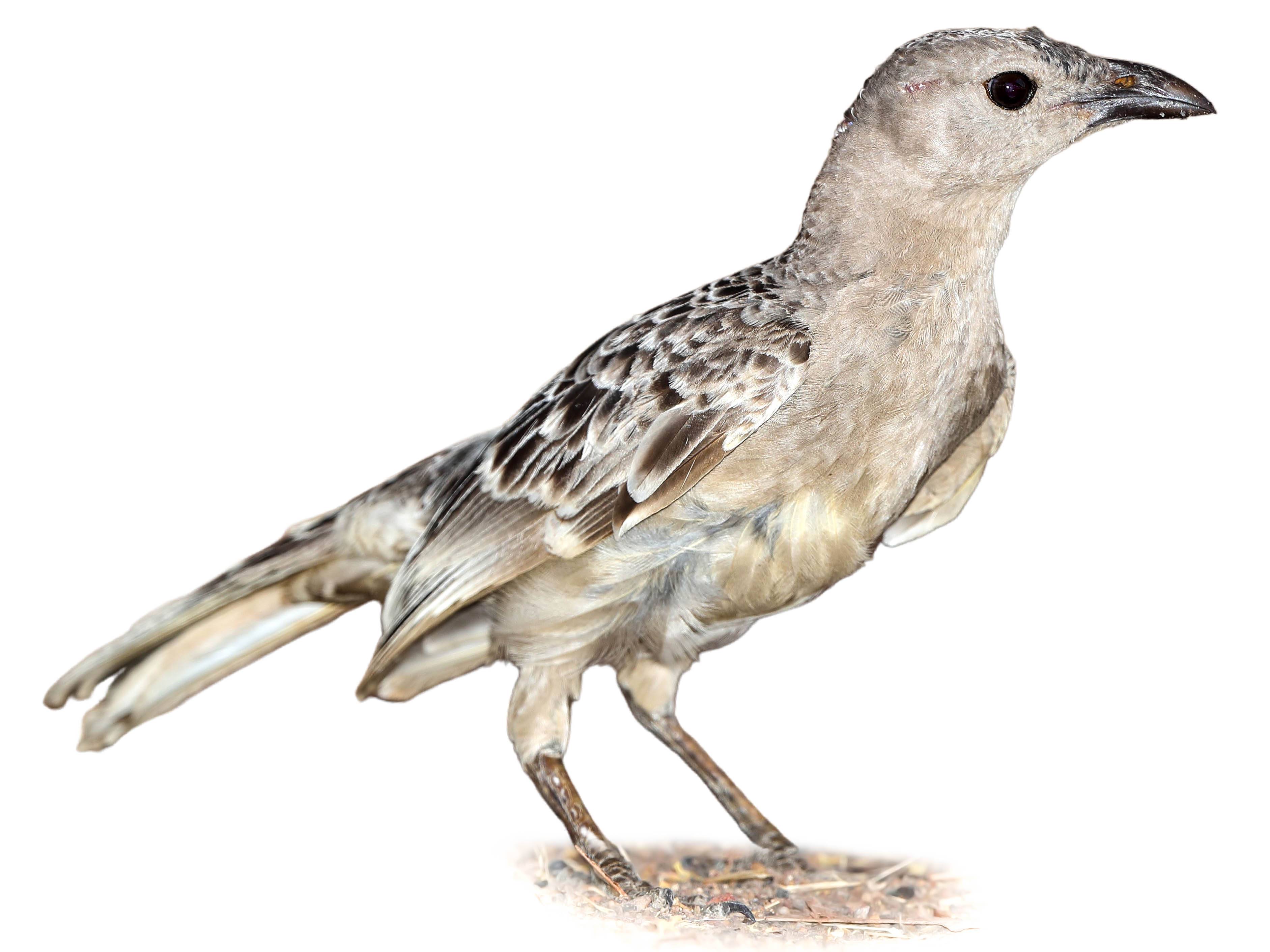 A photo of a Great Bowerbird (Chlamydera nuchalis)