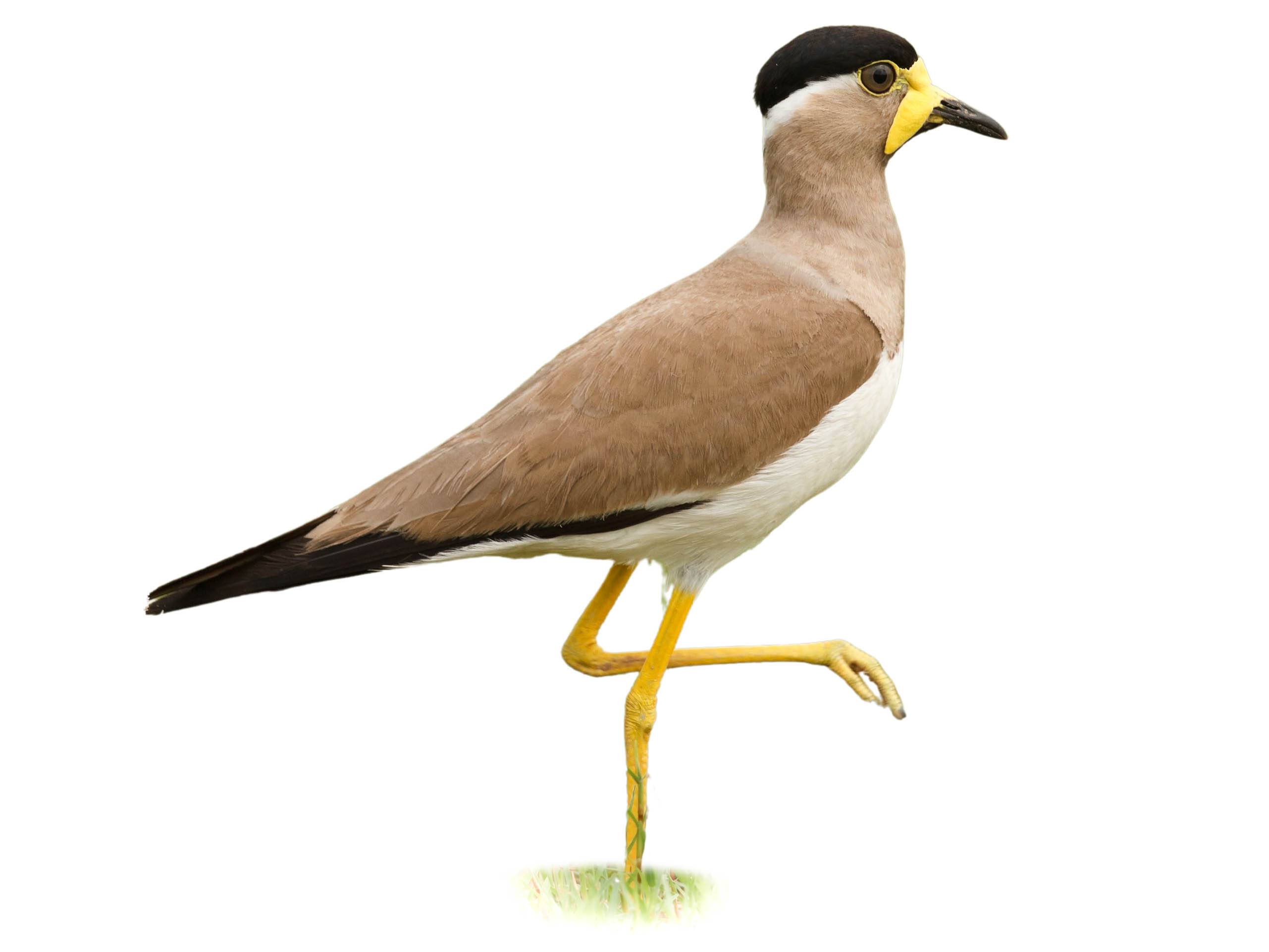 A photo of a Yellow-wattled Lapwing (Vanellus malabaricus)