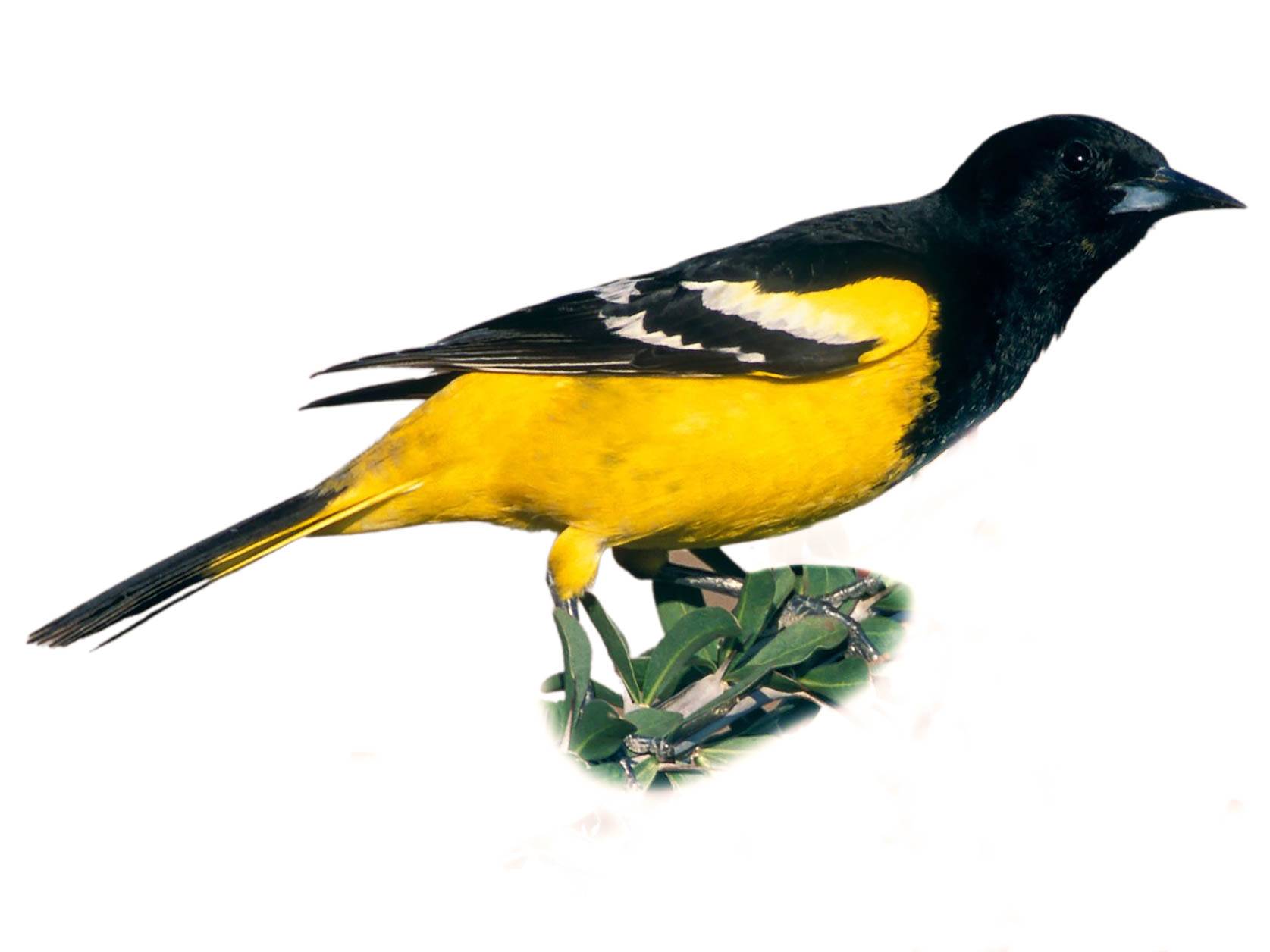 A photo of a Scott's Oriole (Icterus parisorum), male