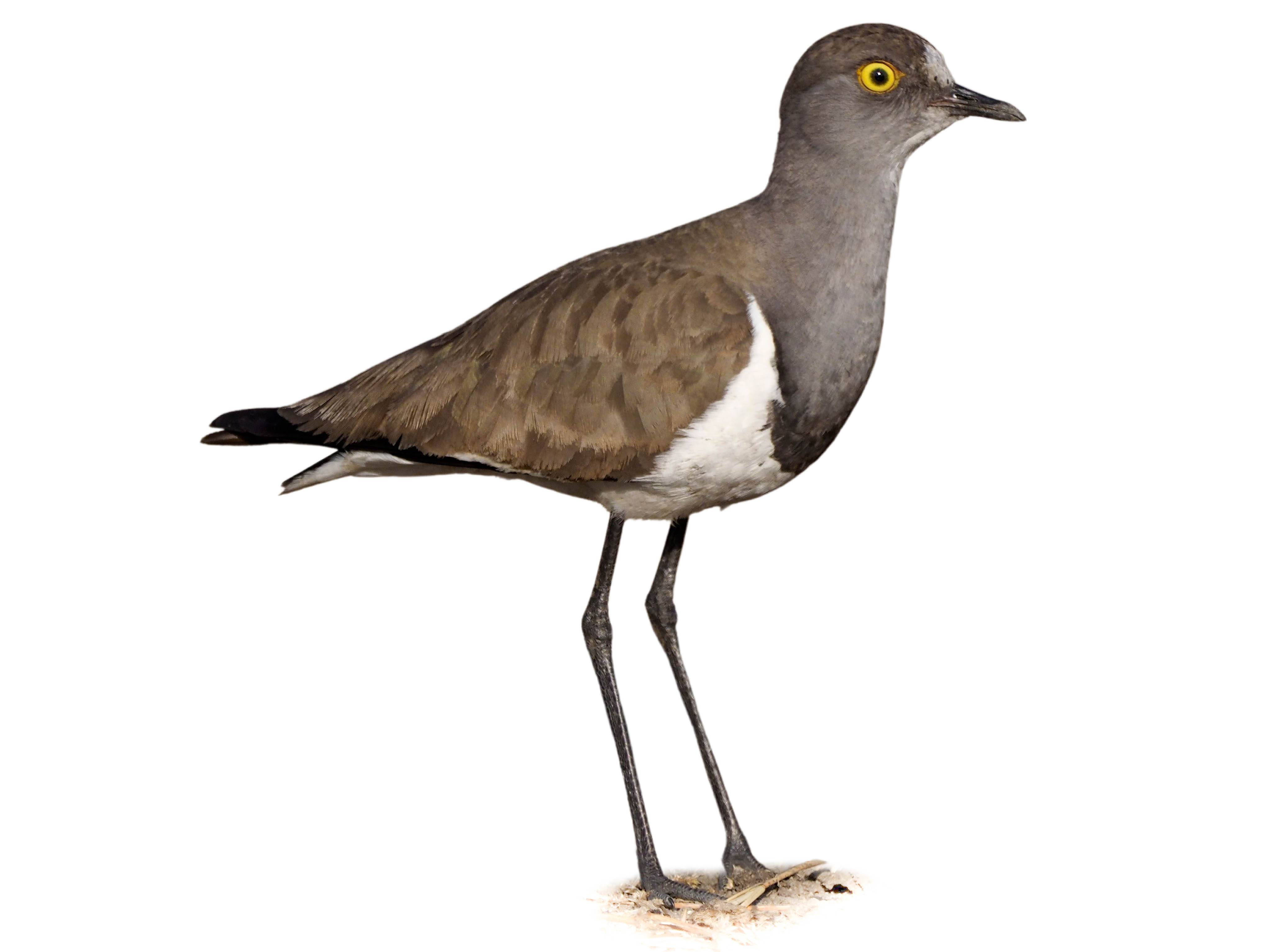 A photo of a Senegal Lapwing (Vanellus lugubris)