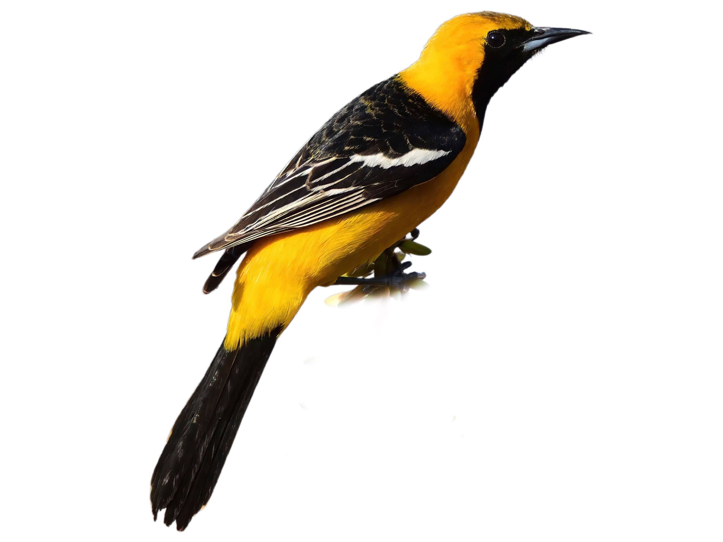 A photo of a Hooded Oriole (Icterus cucullatus), male