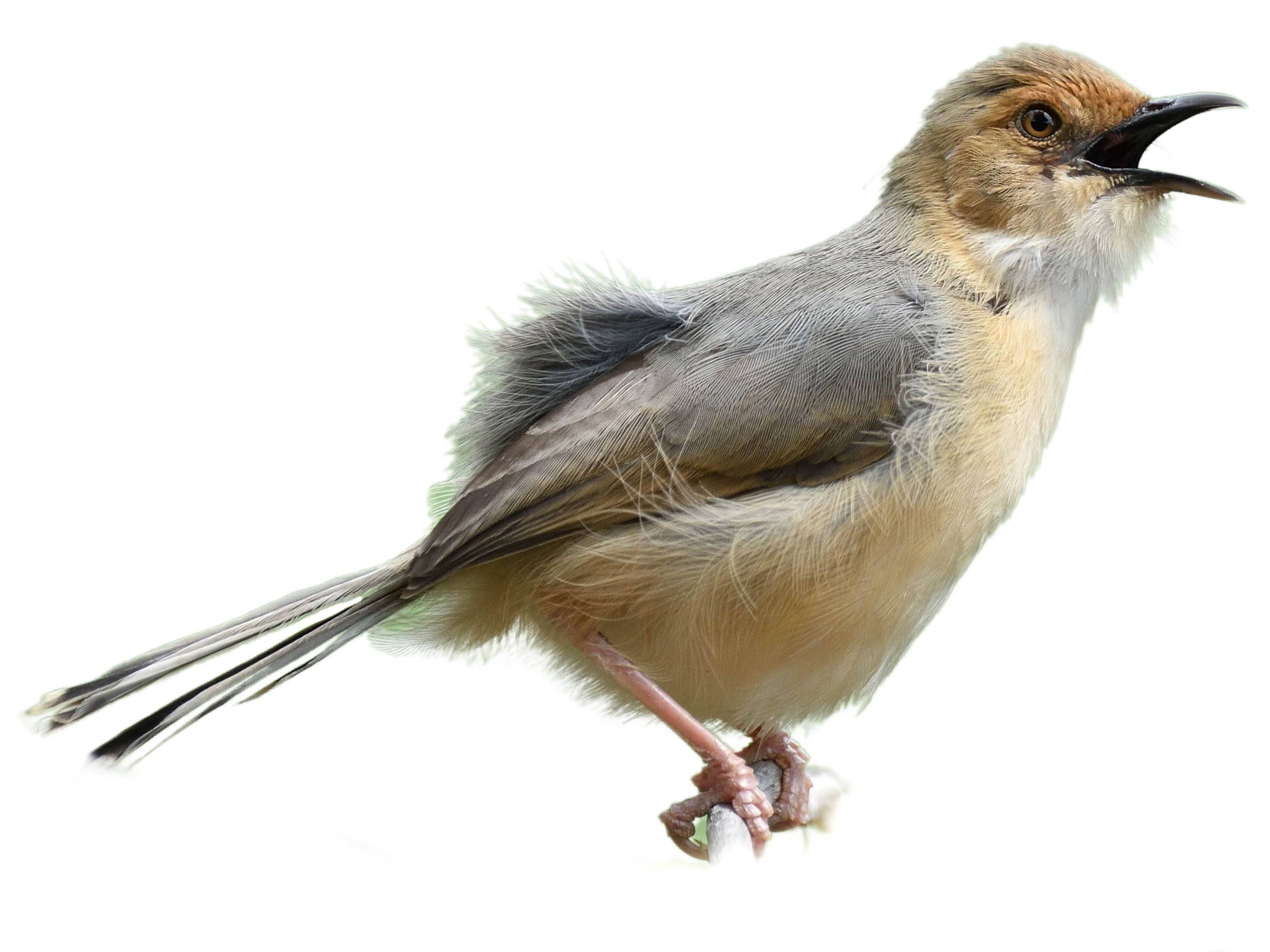 A photo of a Red-faced Cisticola (Cisticola erythrops)