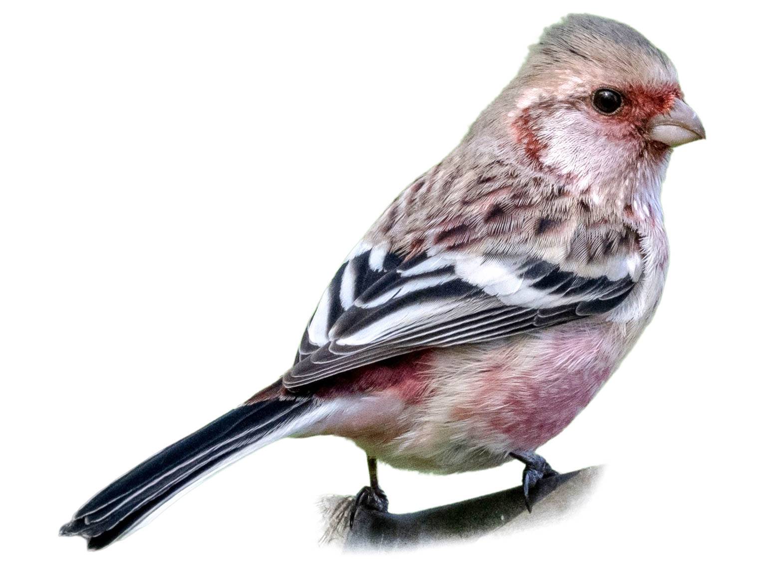 A photo of a Siberian Long-tailed Rosefinch (Carpodacus sibiricus), male