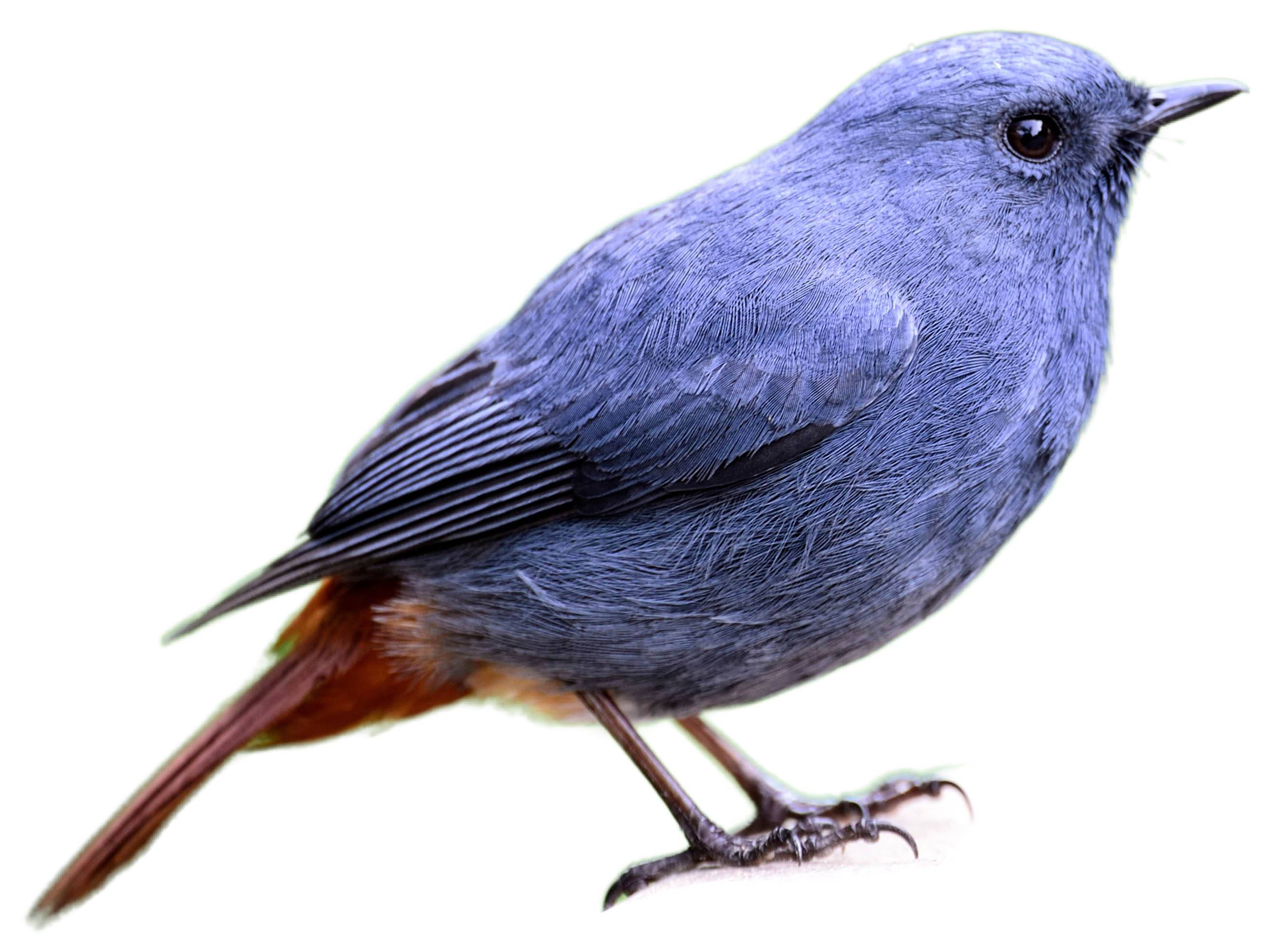 A photo of a Plumbeous Water Redstart (Phoenicurus fuliginosus), male