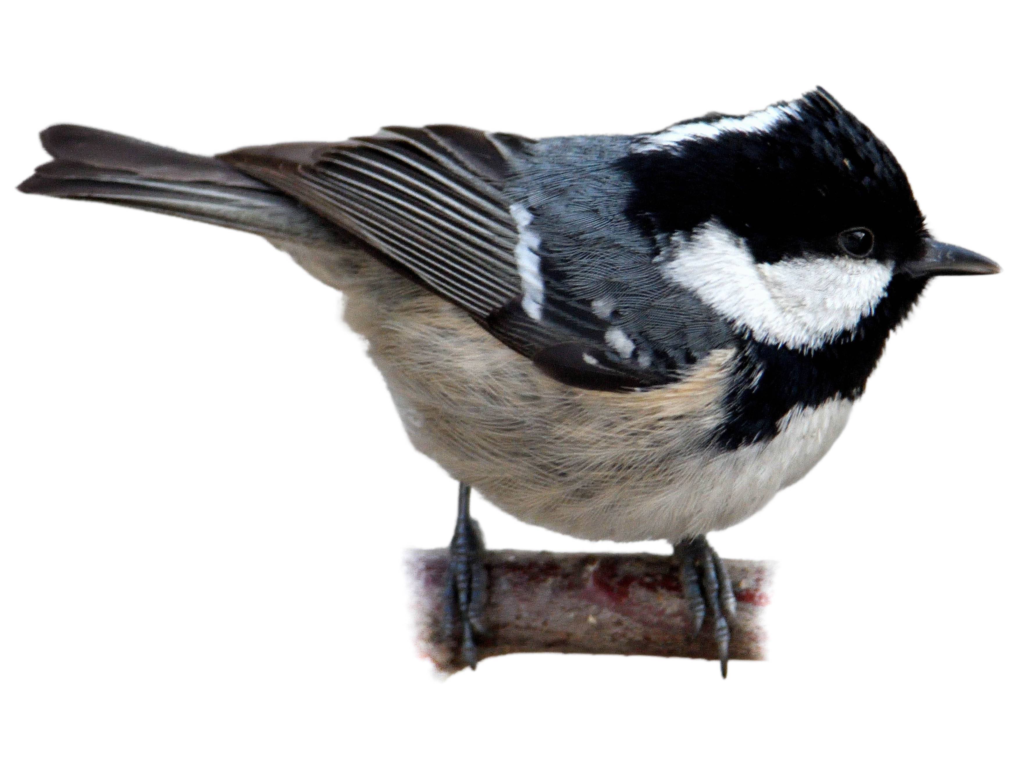 A photo of a Coal Tit (Periparus ater)