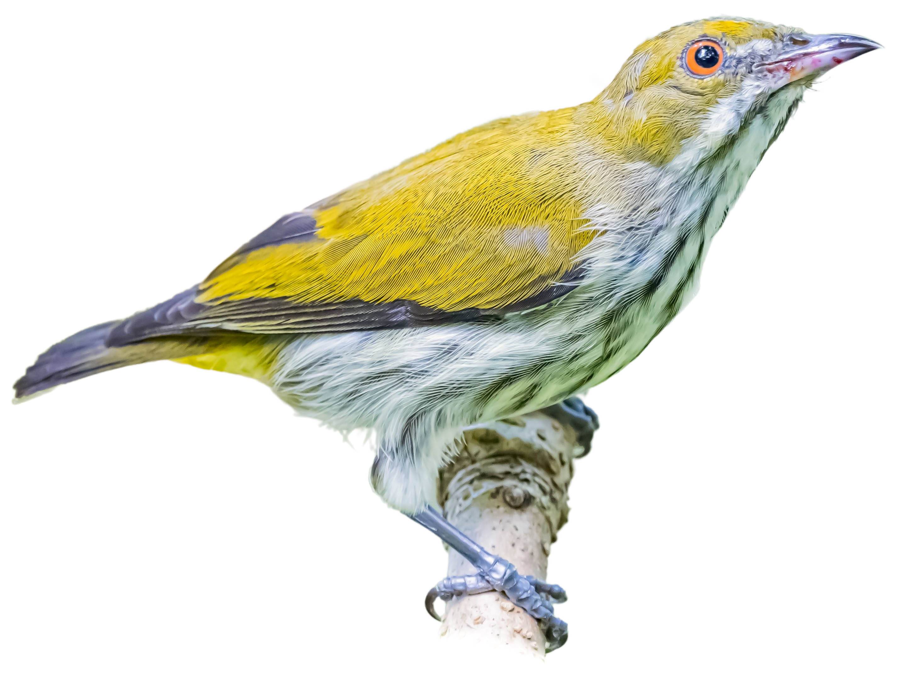 A photo of a Yellow-vented Flowerpecker (Dicaeum chrysorrheum)