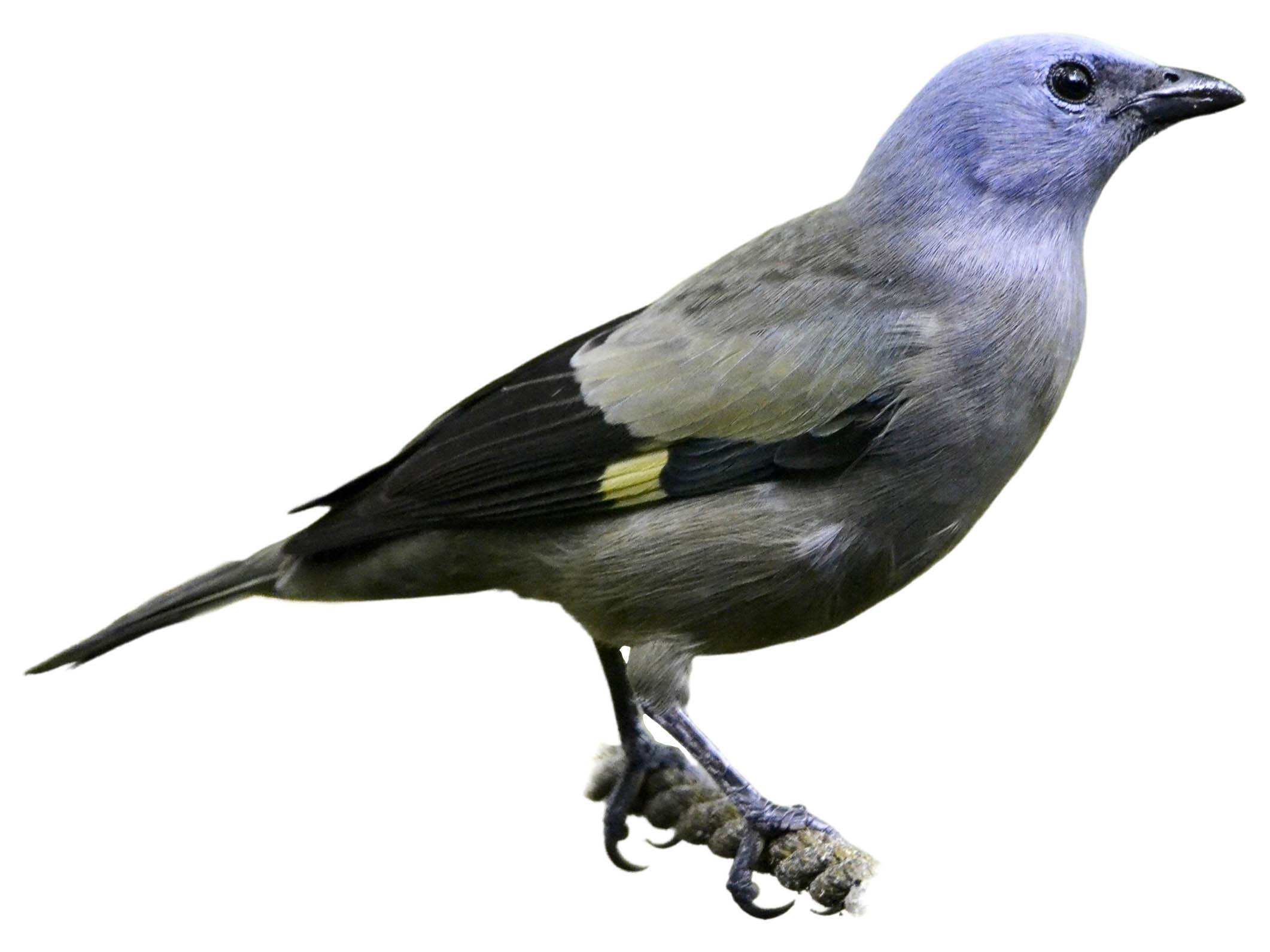 A photo of a Yellow-winged Tanager (Thraupis abbas)