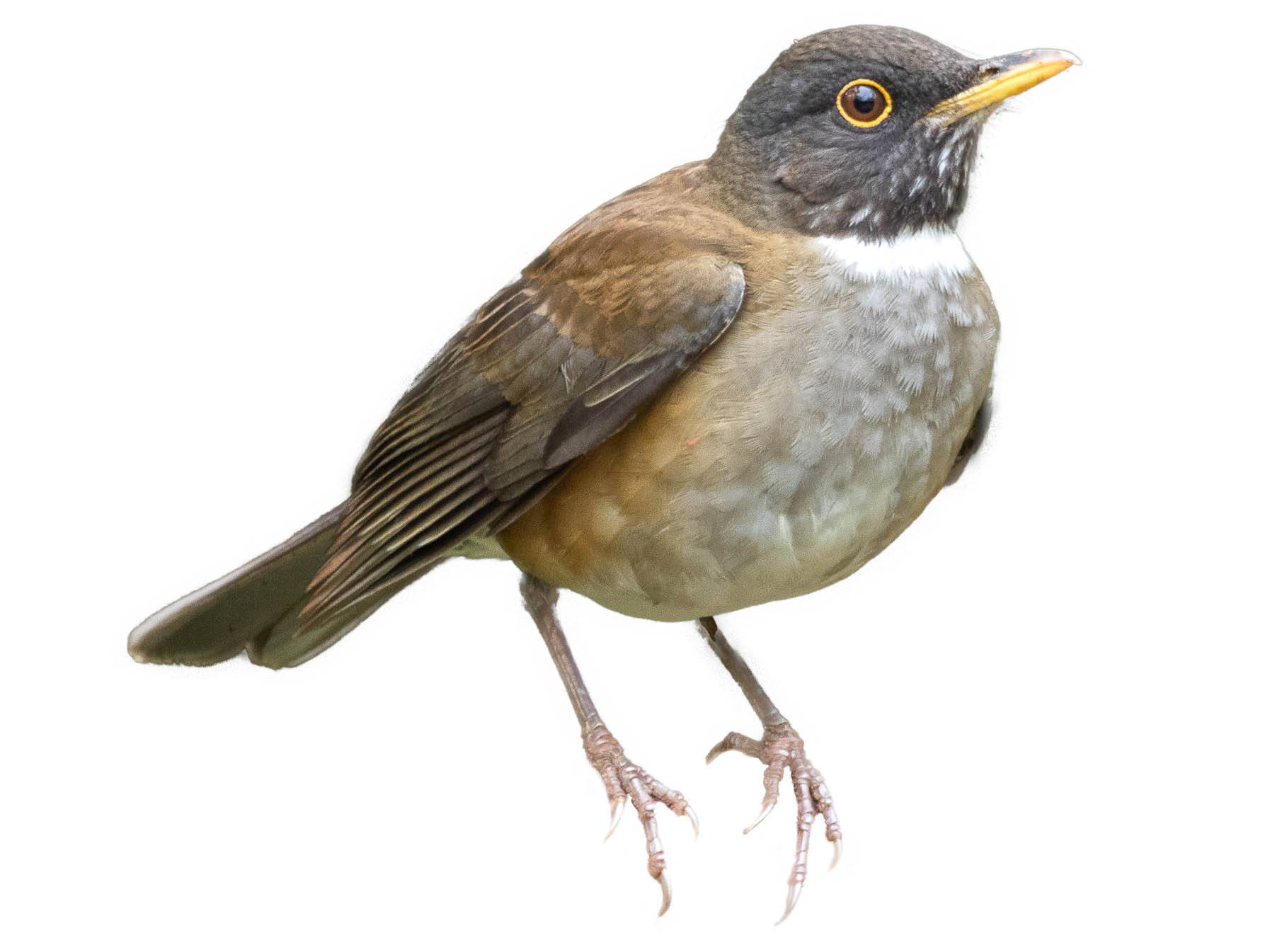 A photo of a White-necked Thrush (Turdus albicollis)