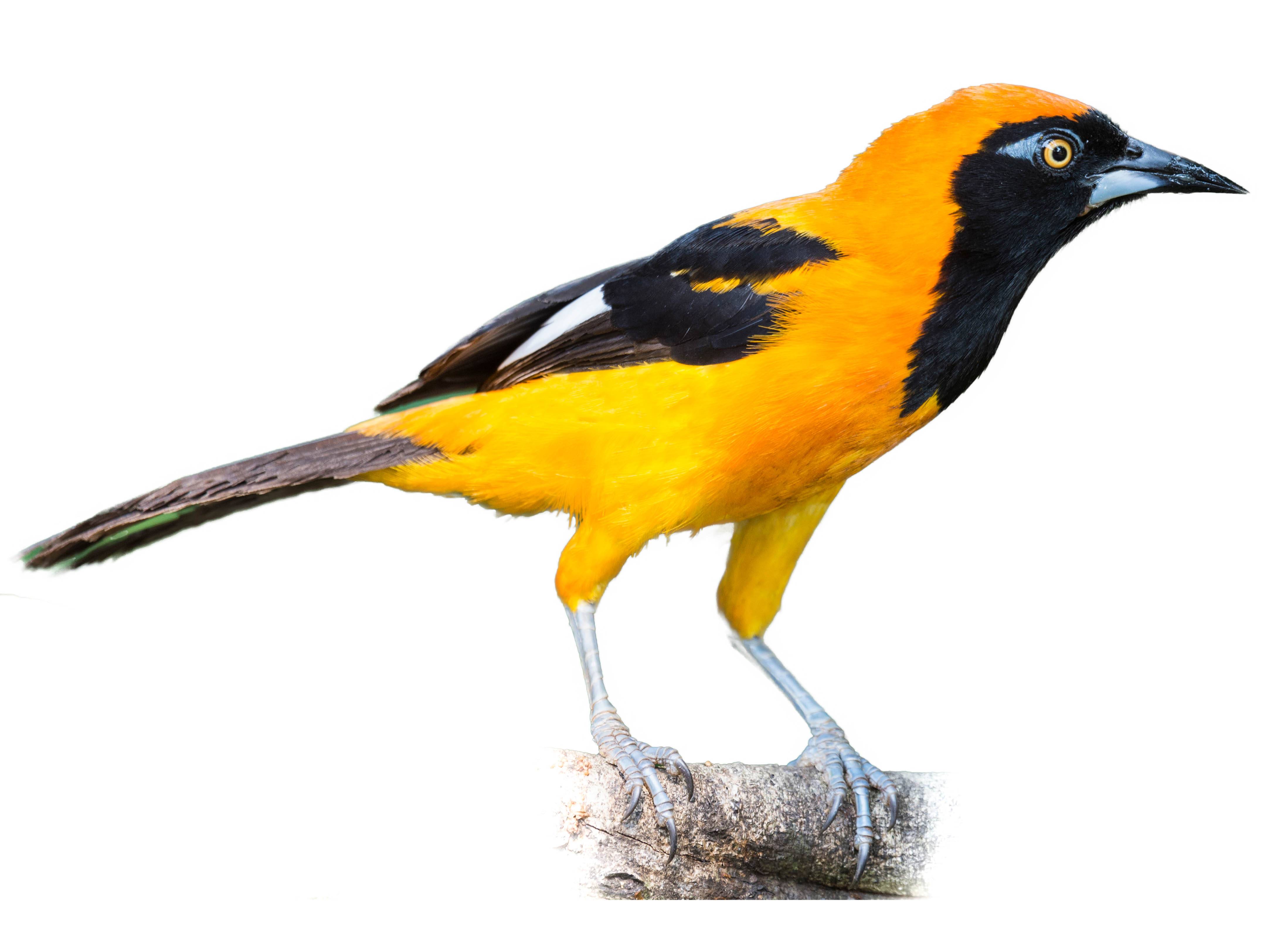 A photo of a Orange-backed Troupial (Icterus croconotus)