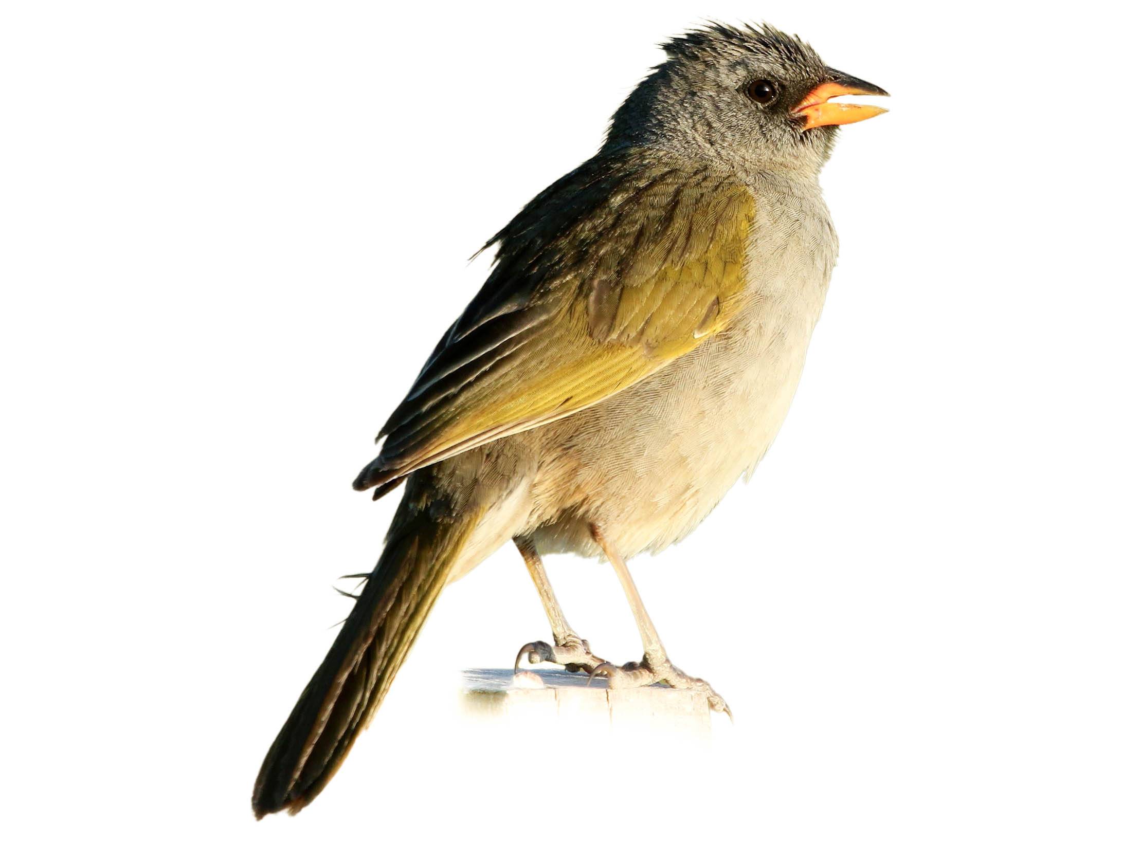 A photo of a Pampa Finch (Embernagra platensis)