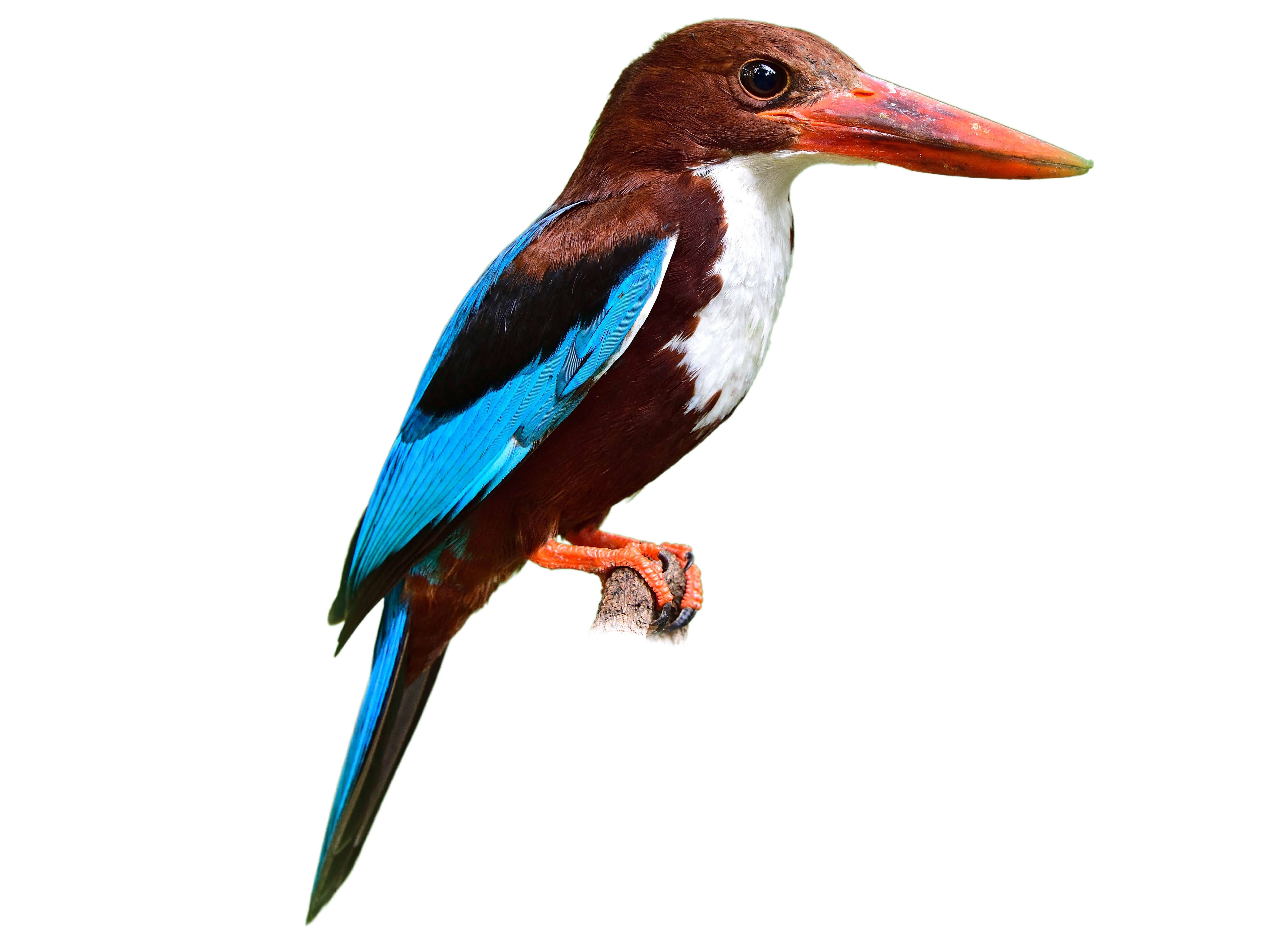 A photo of a White-throated Kingfisher (Halcyon smyrnensis)