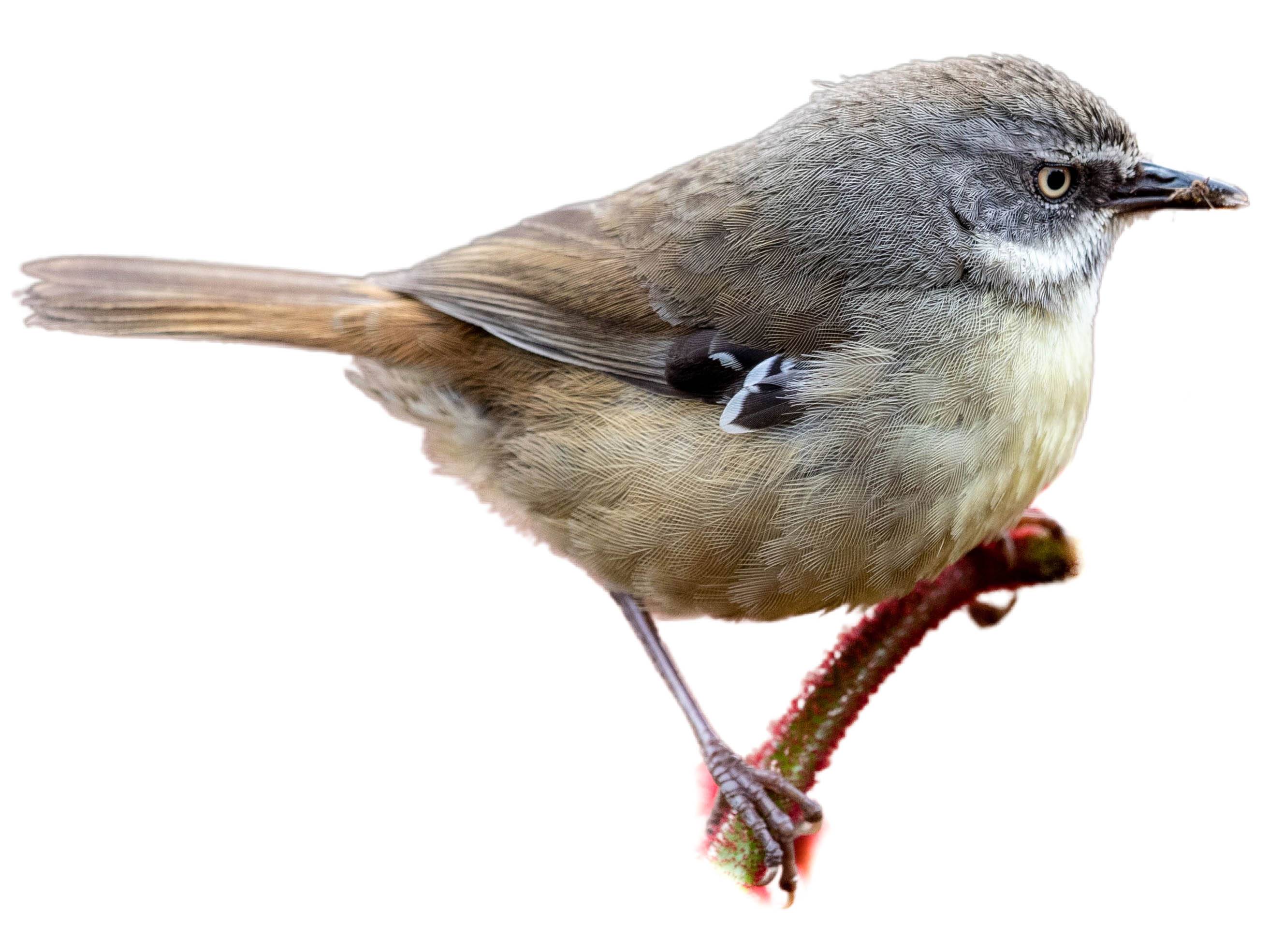 A photo of a White-browed Scrubwren (Sericornis frontalis), male