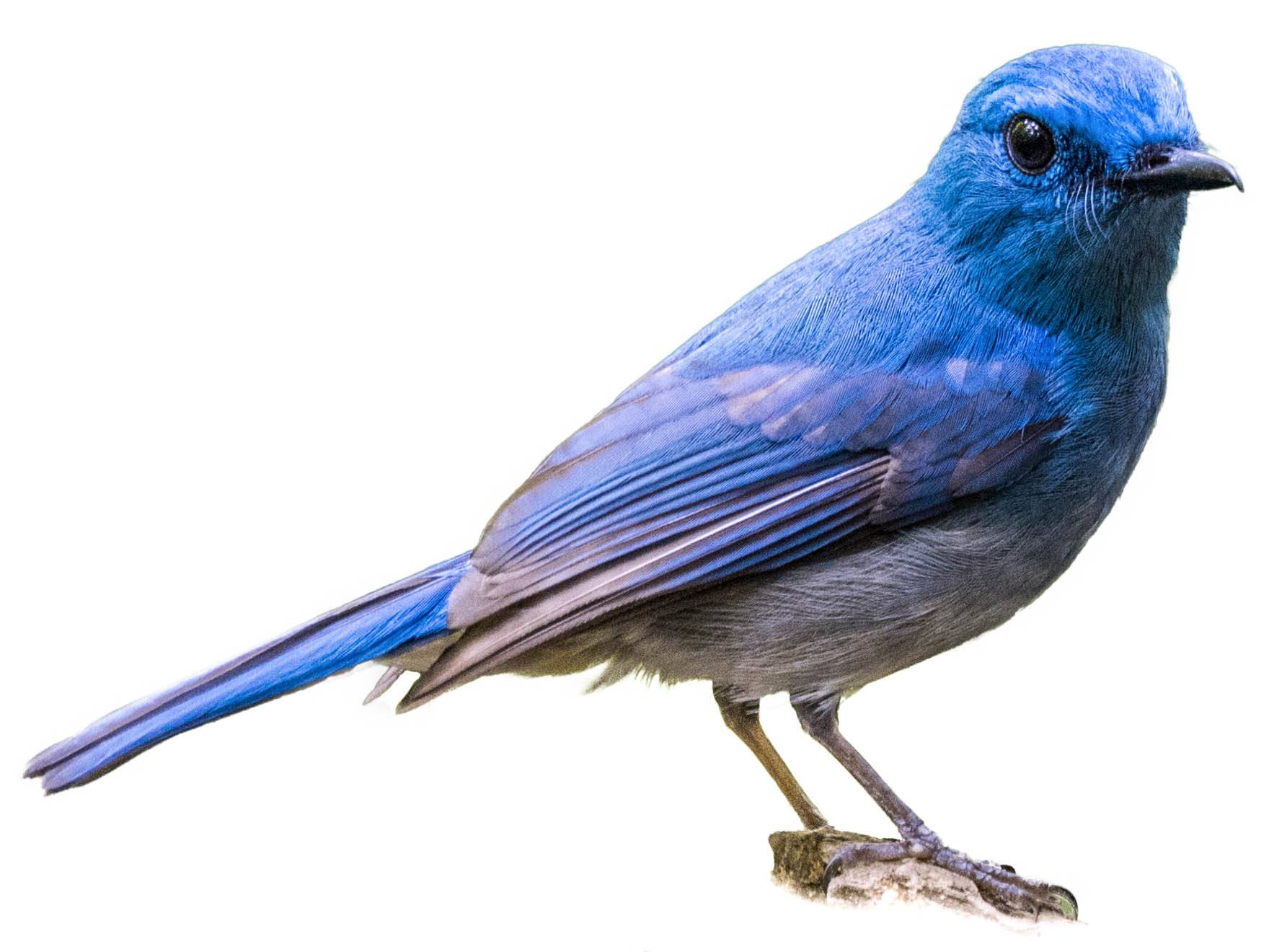 Pale Blue Flycatcher | Cyornis unicolor | Species Guide | Birda