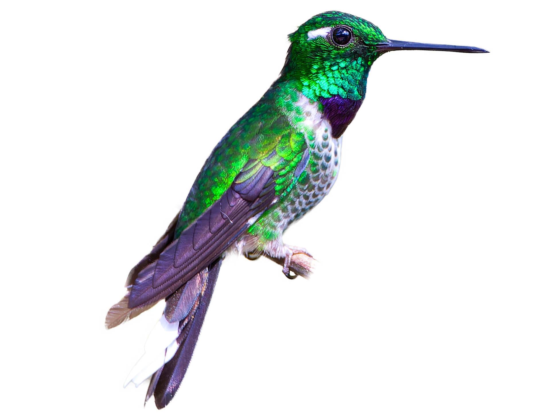 A photo of a Purple-bibbed Whitetip (Urosticte benjamini), male