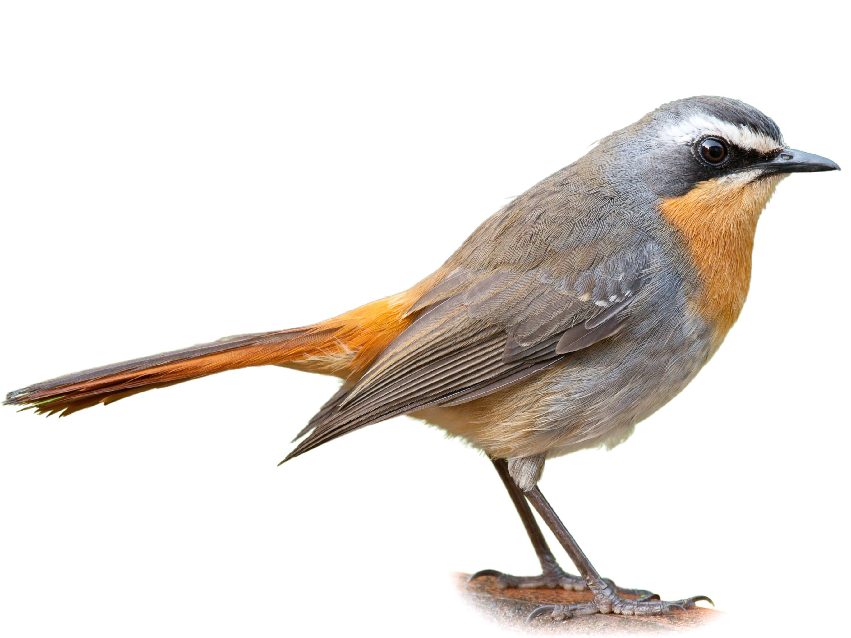 A photo of a Cape Robin-Chat (Cossypha caffra)