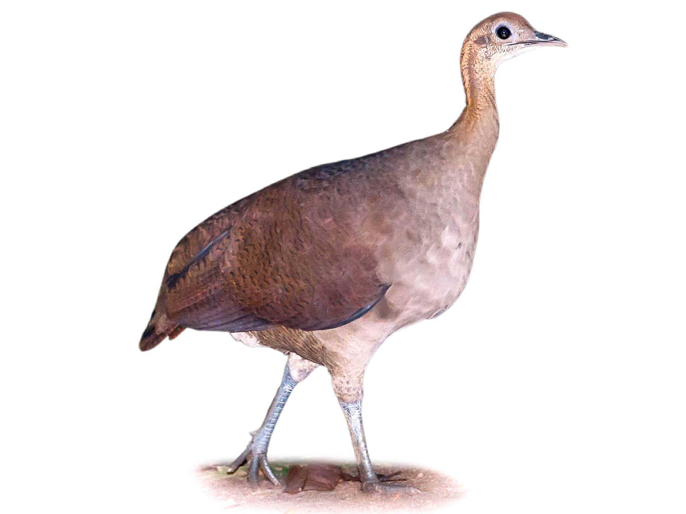 A photo of a Solitary Tinamou (Tinamus solitarius)