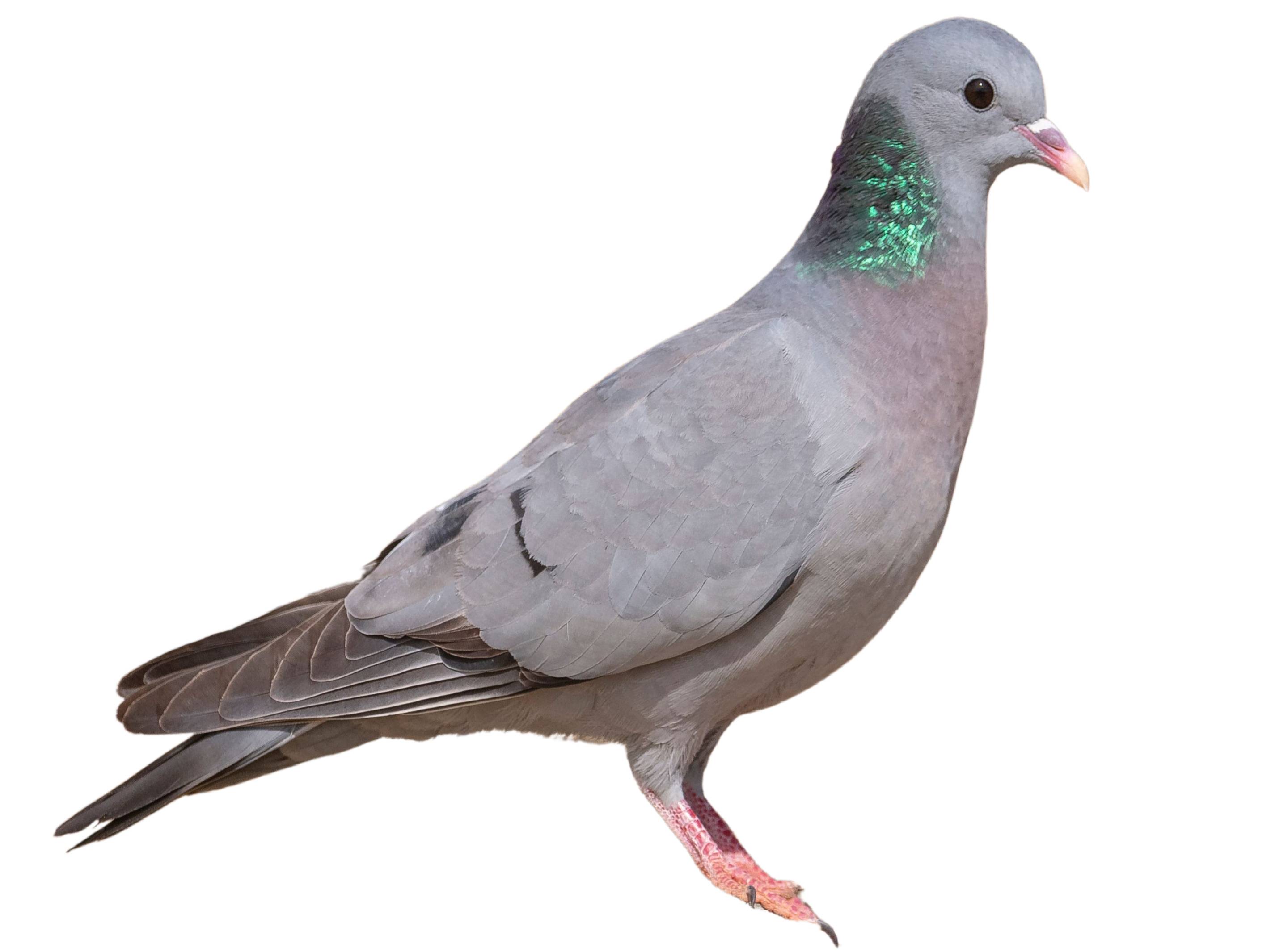 A photo of a Stock Dove (Columba oenas)