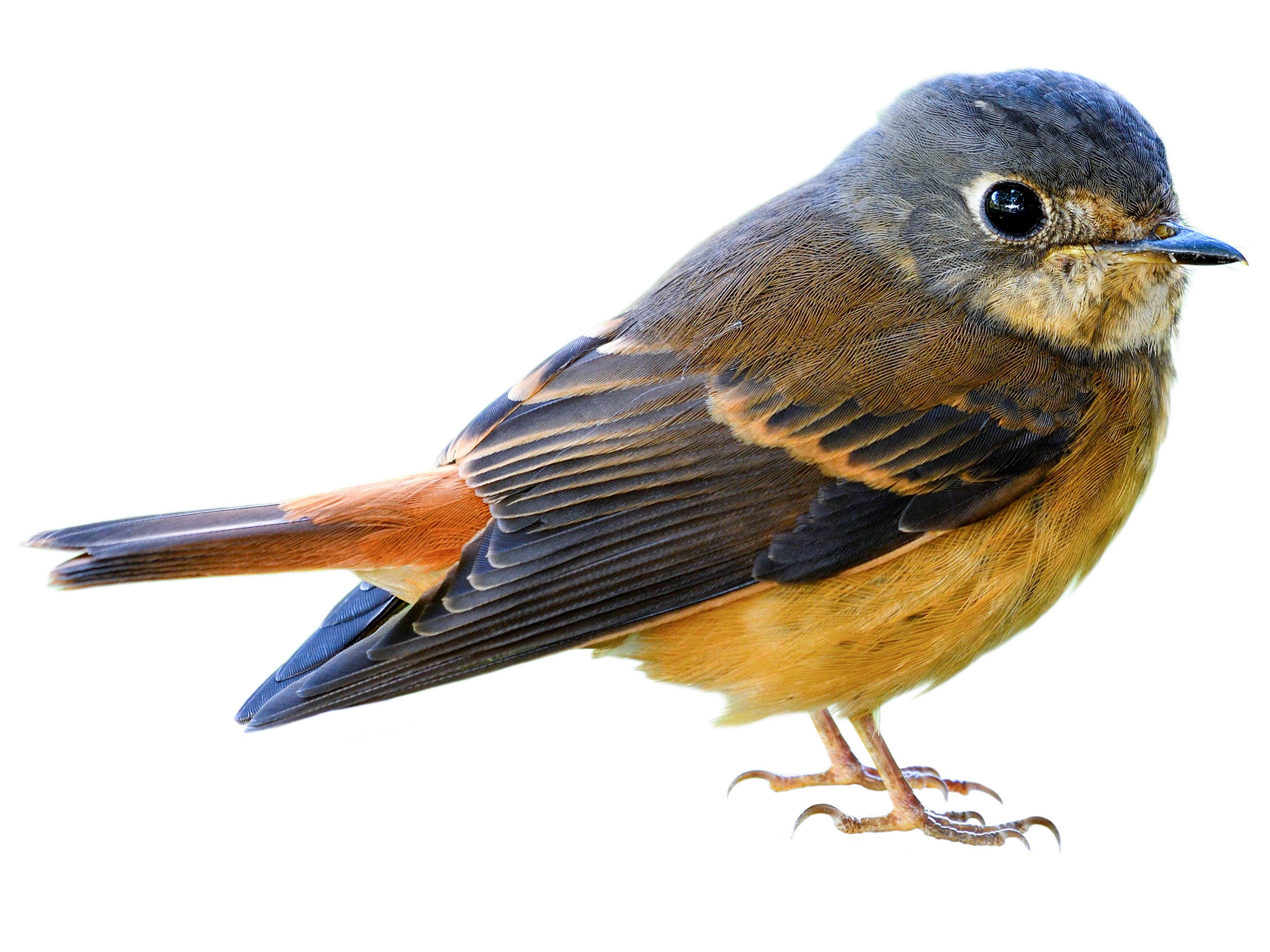 A photo of a Ferruginous Flycatcher (Muscicapa ferruginea)