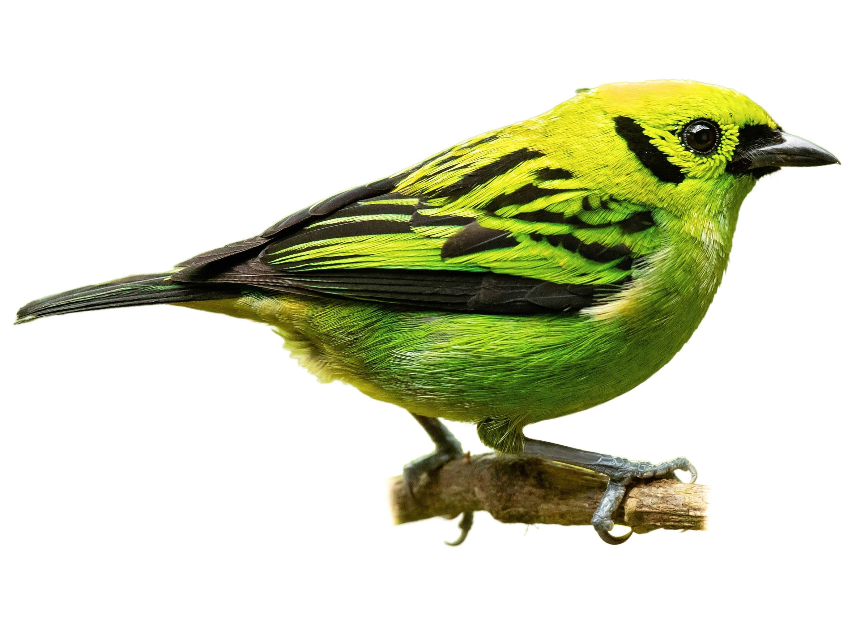 A photo of a Emerald Tanager (Tangara florida)